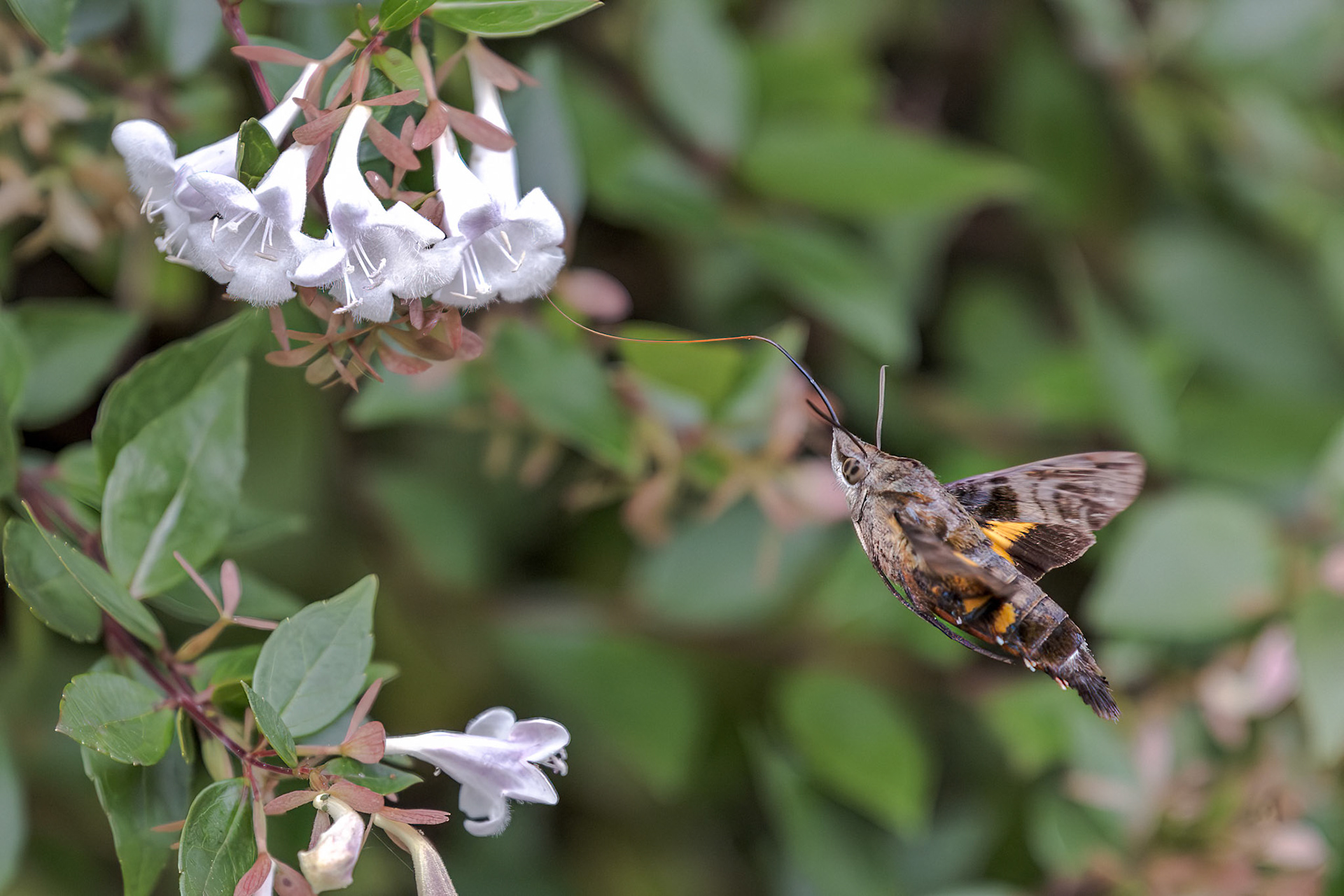 Maile Pilau Hornworm (Macroglossum pyrrhosticta)