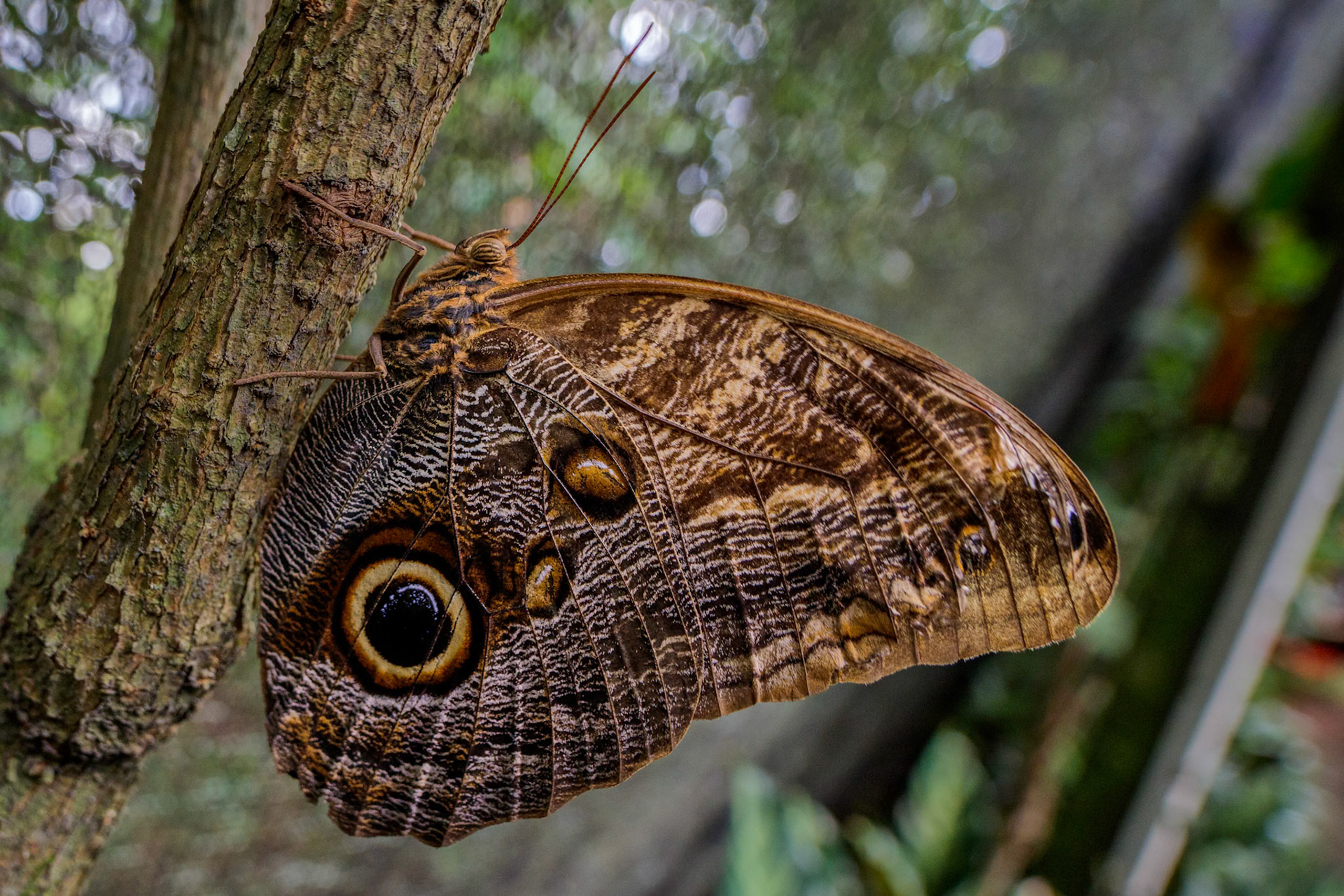 Owl Butterfly (Caligo eurilochus)