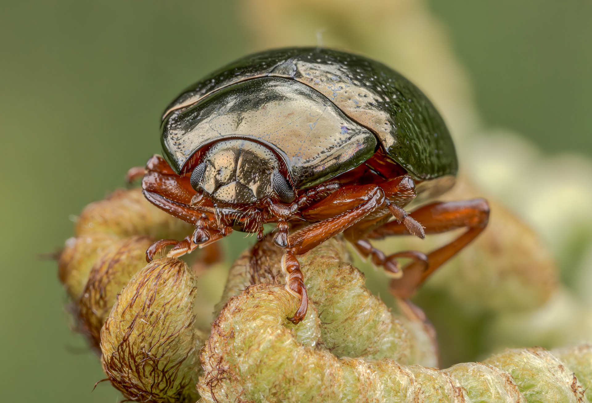 Bronze Beetle (Chrysolina bankii)