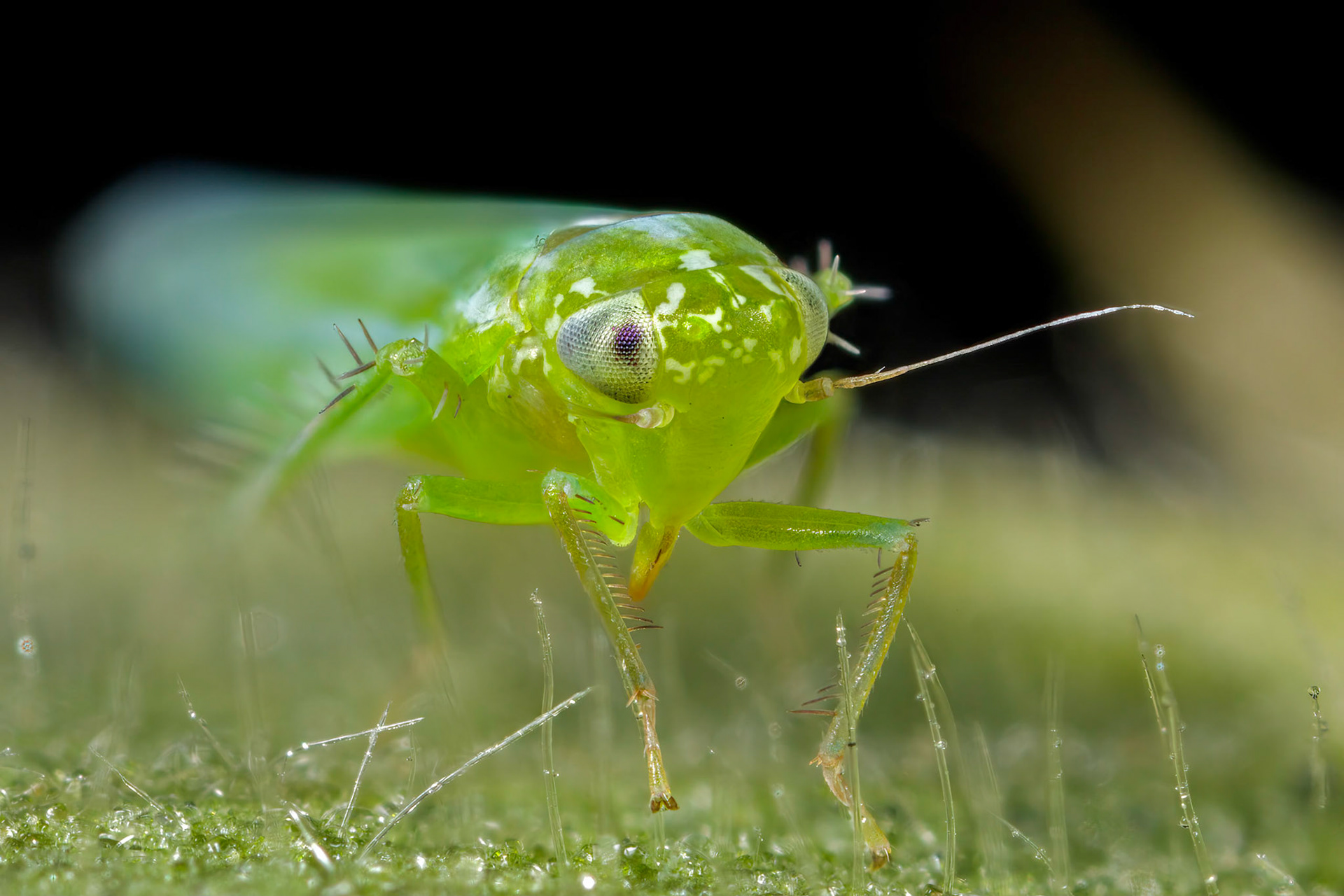 Leafhopper (Empoasca vitis)