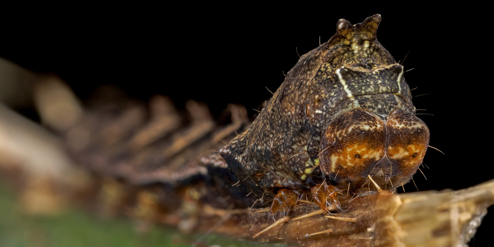 Dark Spectacle caterpillar (Abrostola triplasia)
