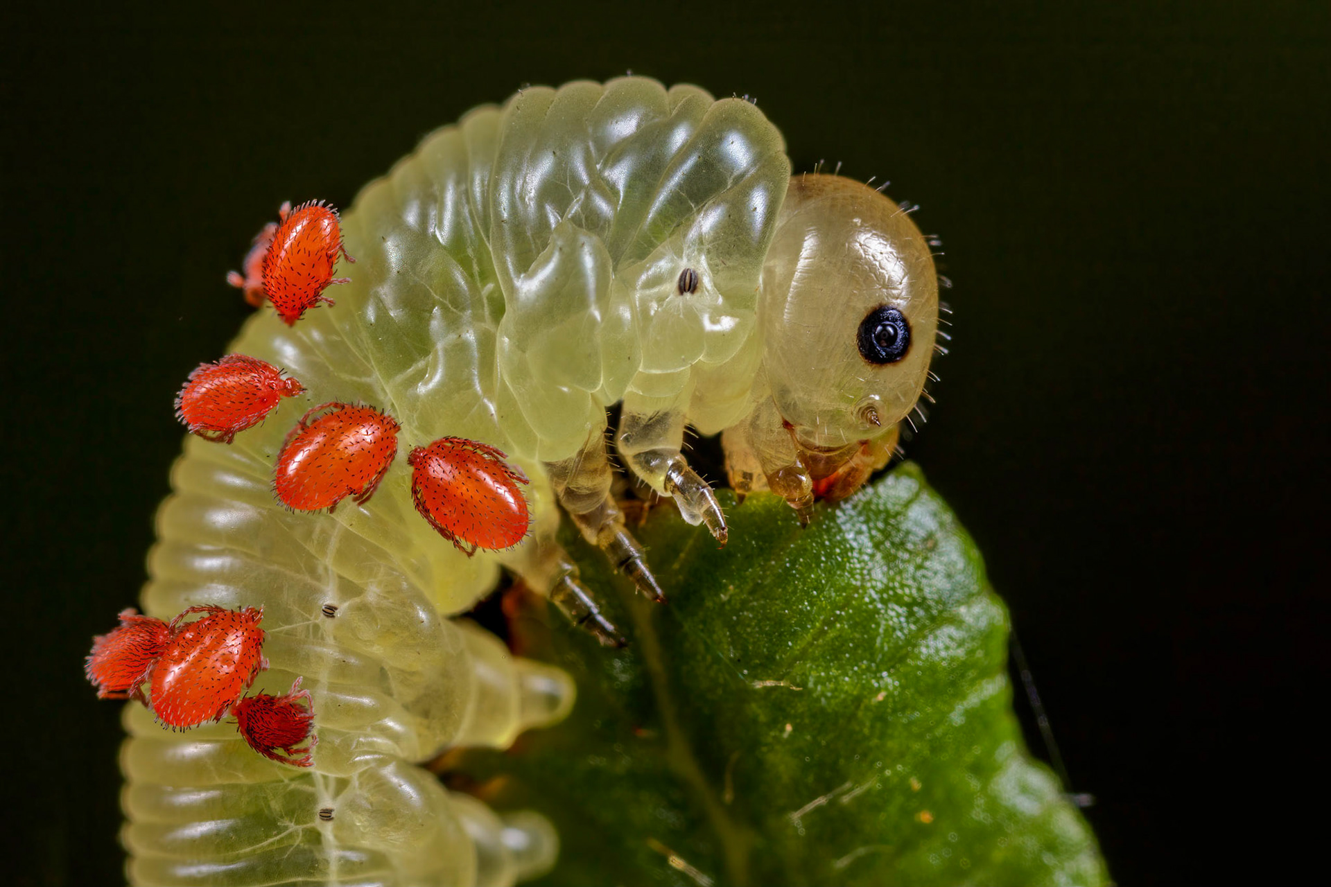 Sawfly Larva (Blennocampa phyllocolpa)