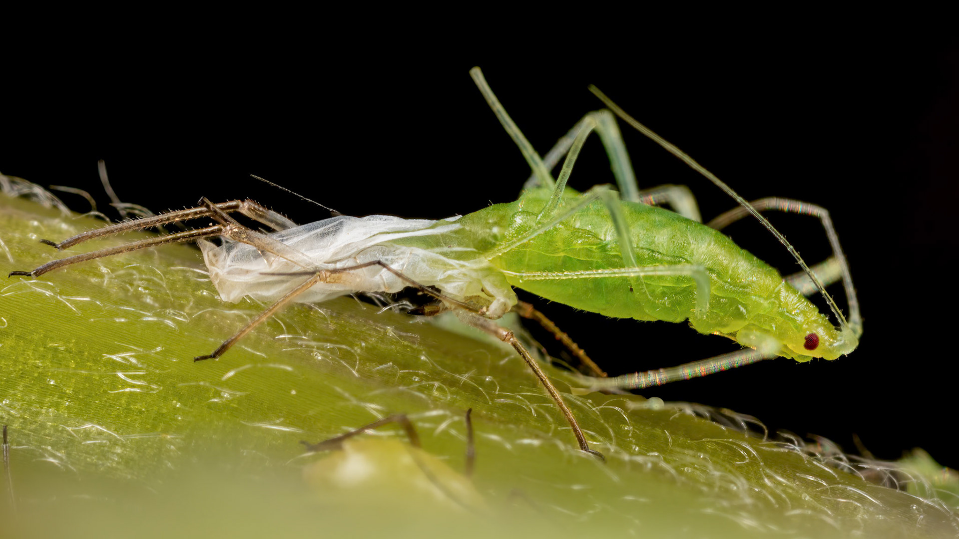 Rose Aphid (Macrosiphum Rosae)