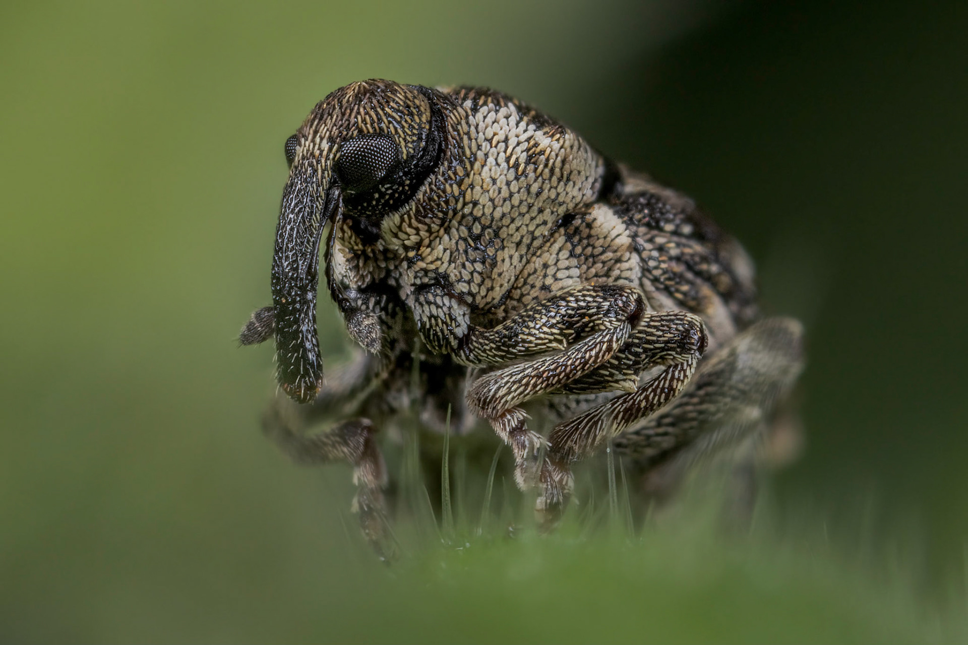 Nedyus quadrimaculatus