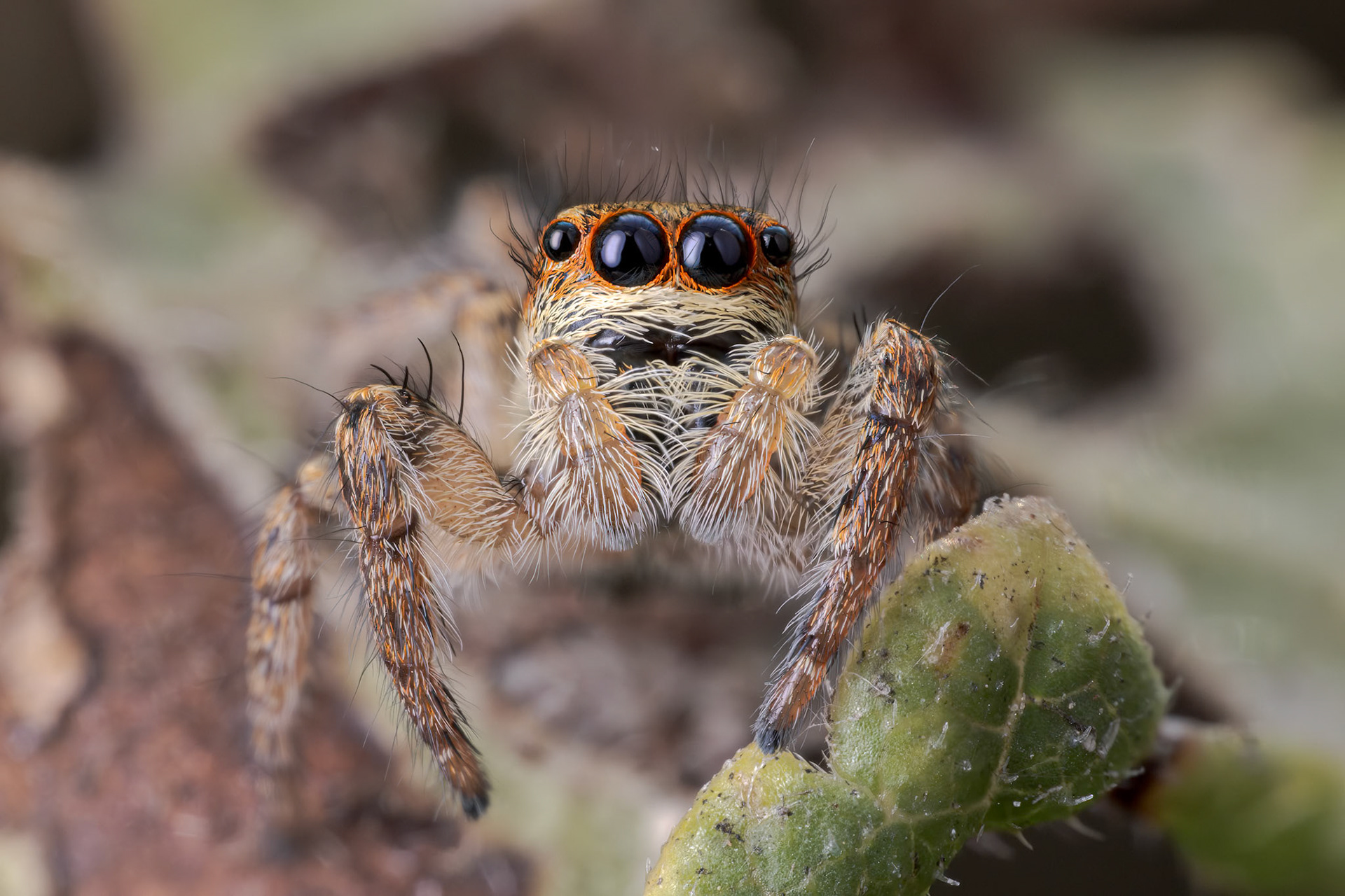 Typical Jumping Spiders (Subfamily Salticinae)