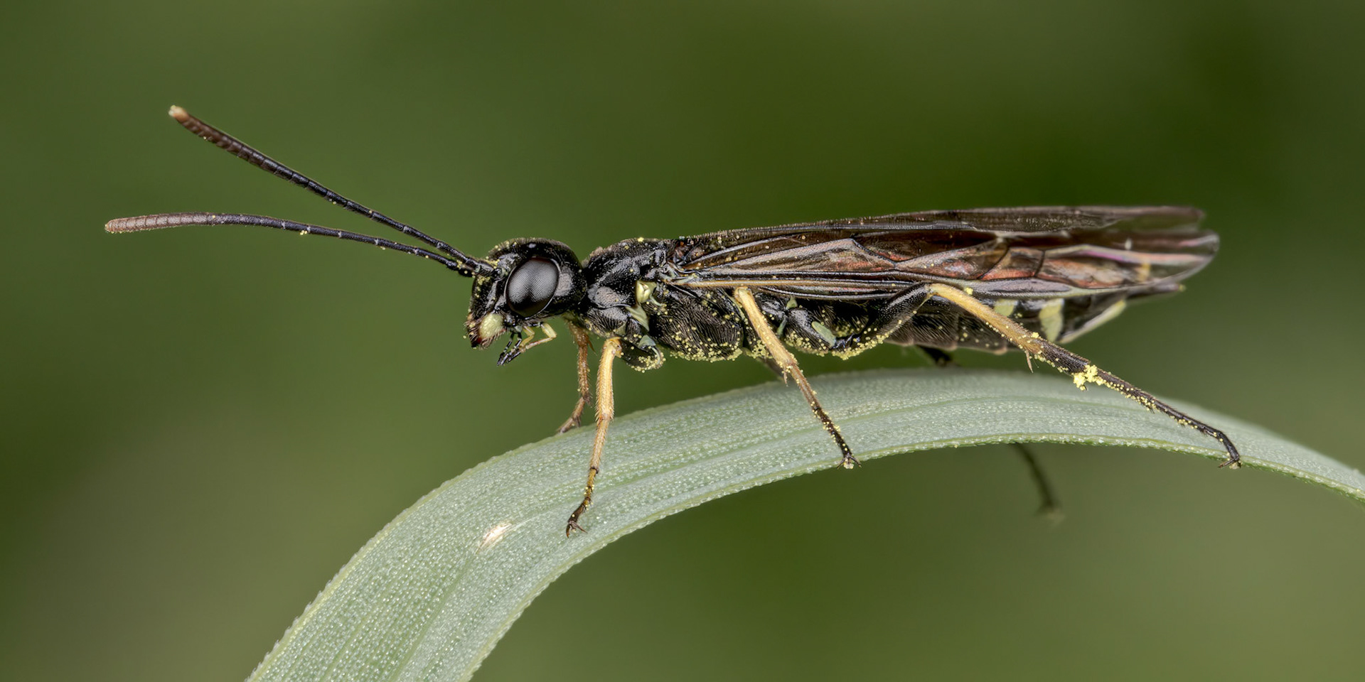 Angled Stem-sawfly (Cephus spinipes)
