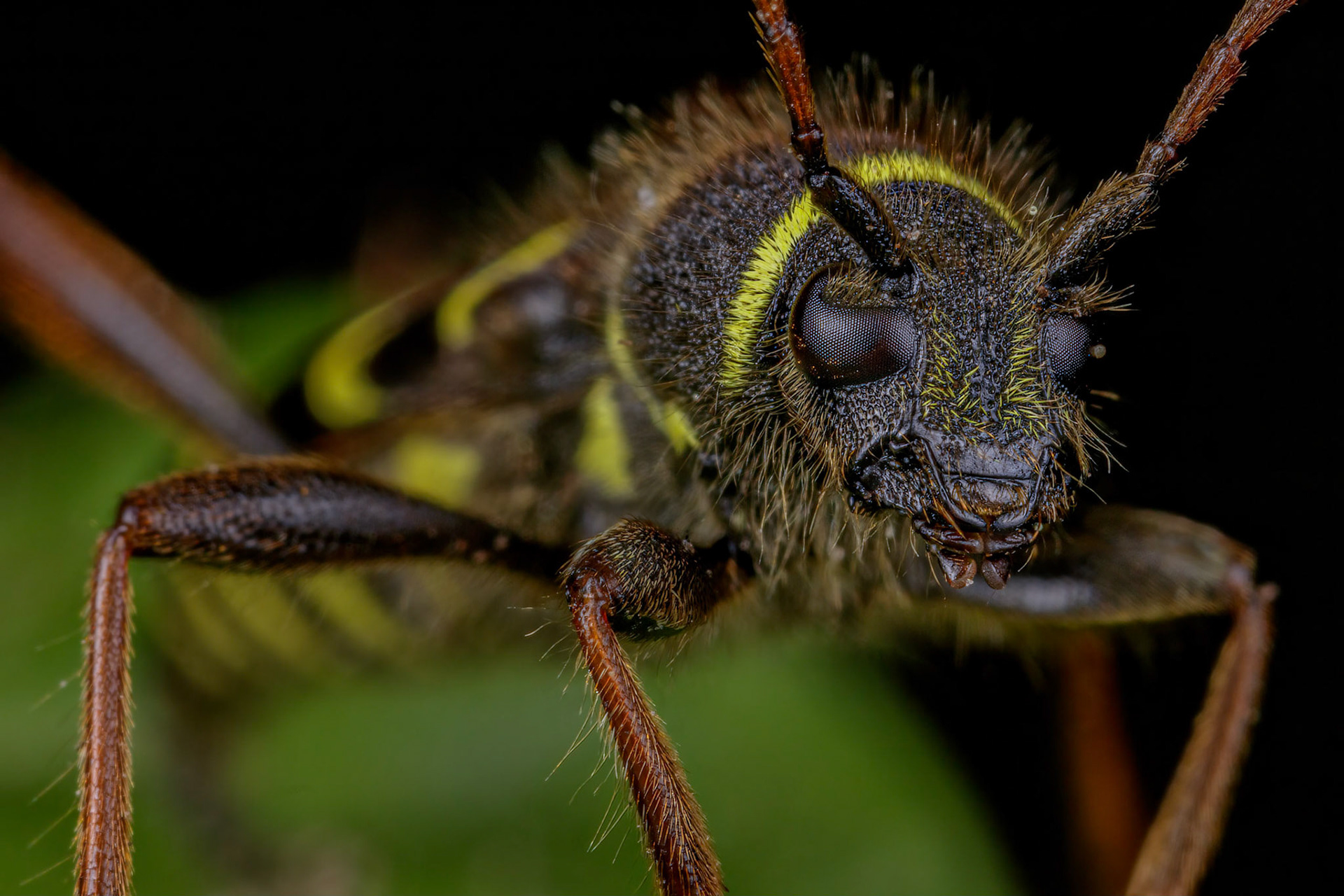 Wasp Beetle (Clytus arietis)