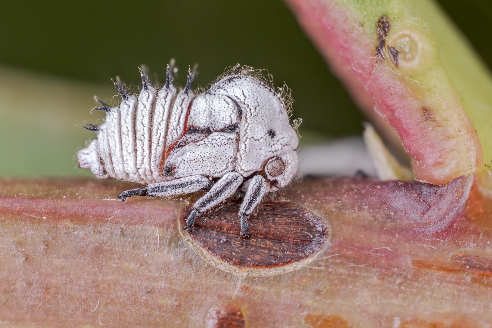 Mexican Treehopper Nymph (Membracis mexicana)