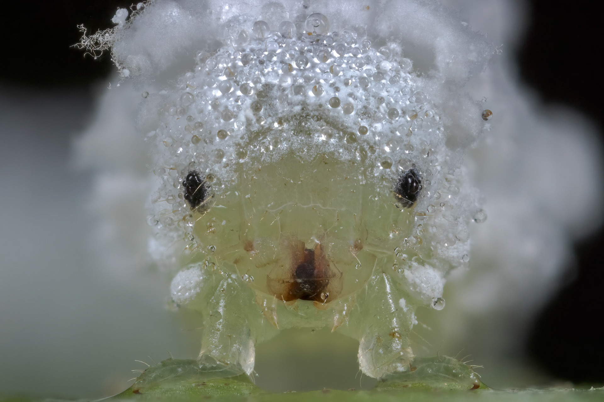 Woolly Alder Sawfly (Eriocampa ovata)