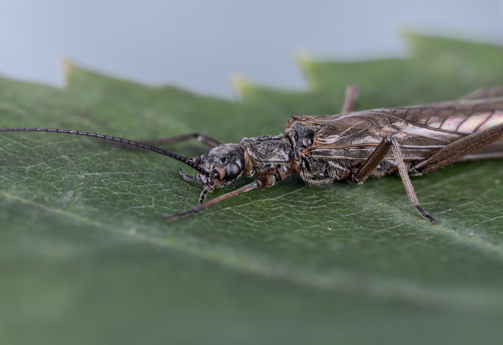 Stonefly (Perlodini)