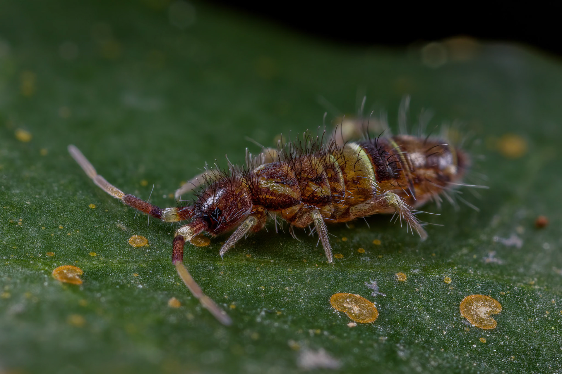 Springtail (Orchesella cincta)