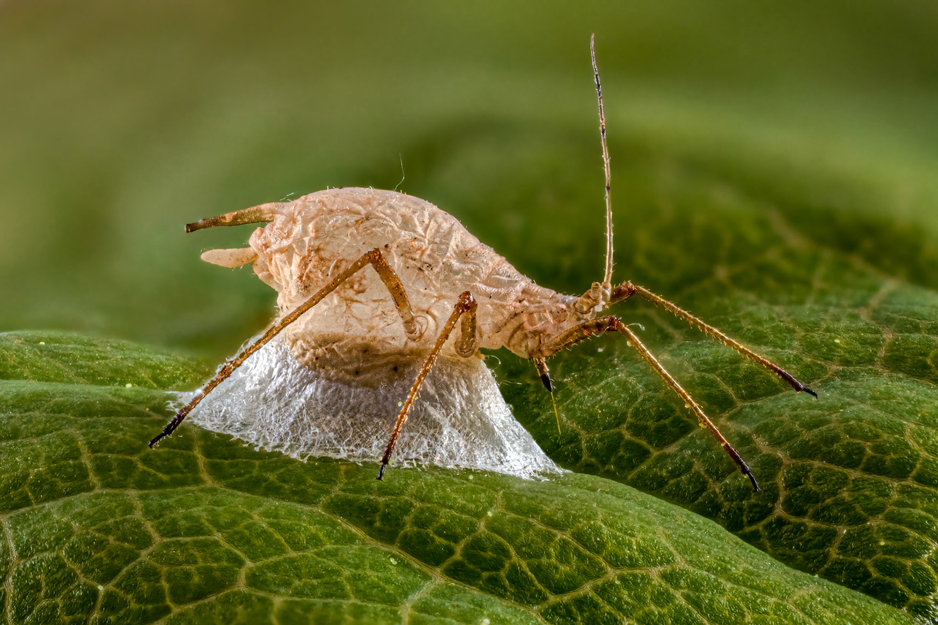 Unknown Aphid (Aphididae)