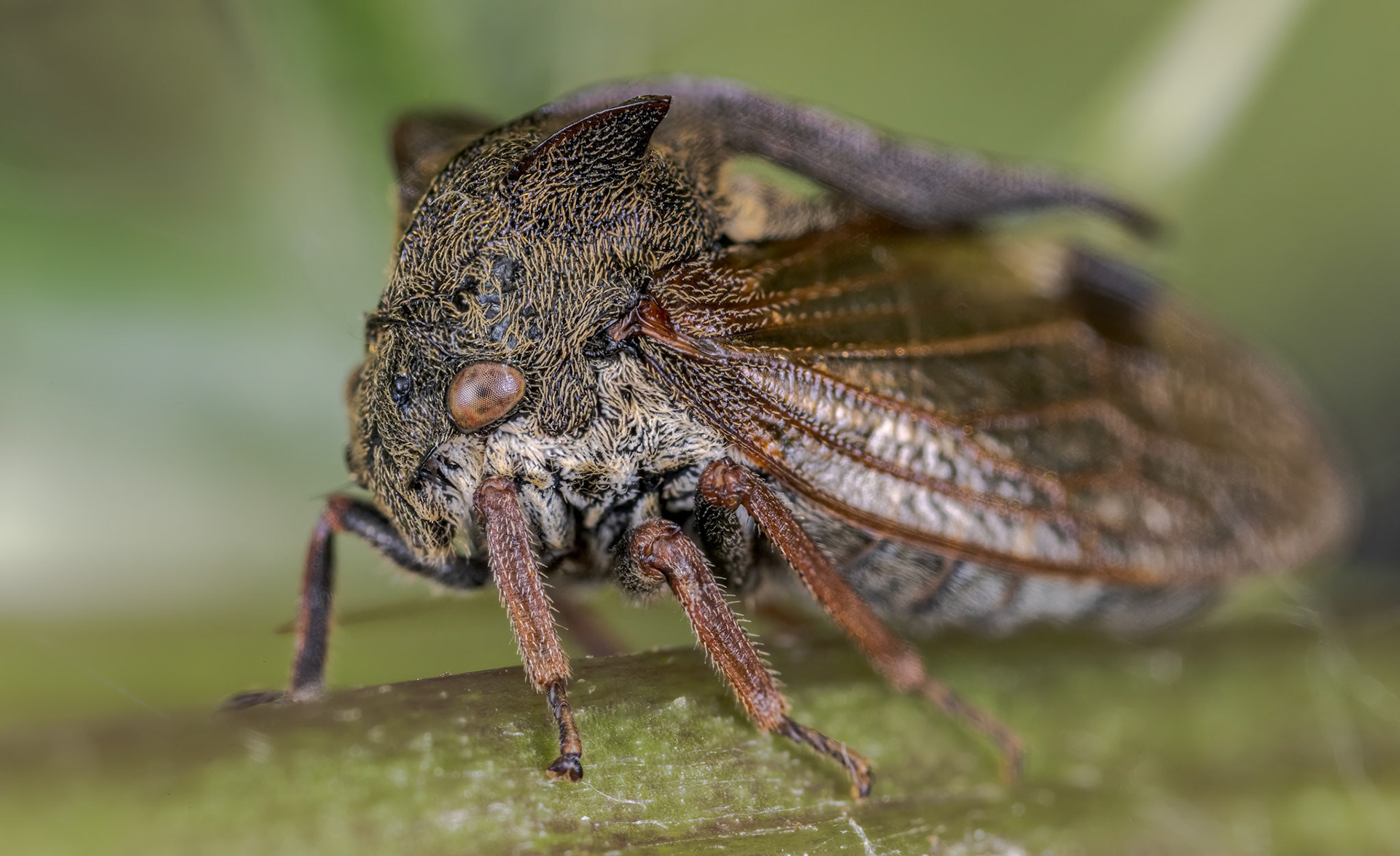 Horned Treehopper (Centrotus cornutus)