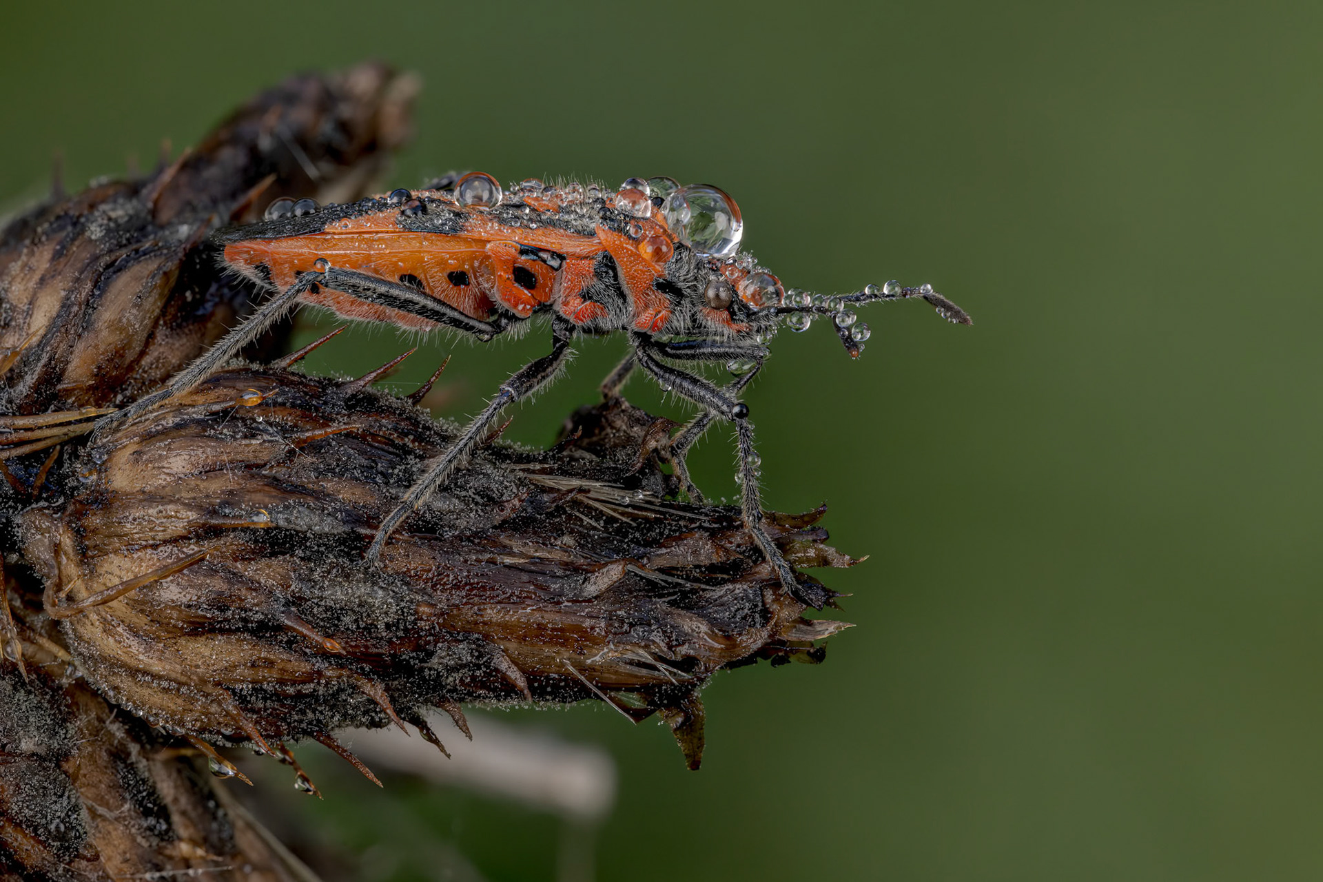 Cinnamon Bug (Corizus hyoscyami)