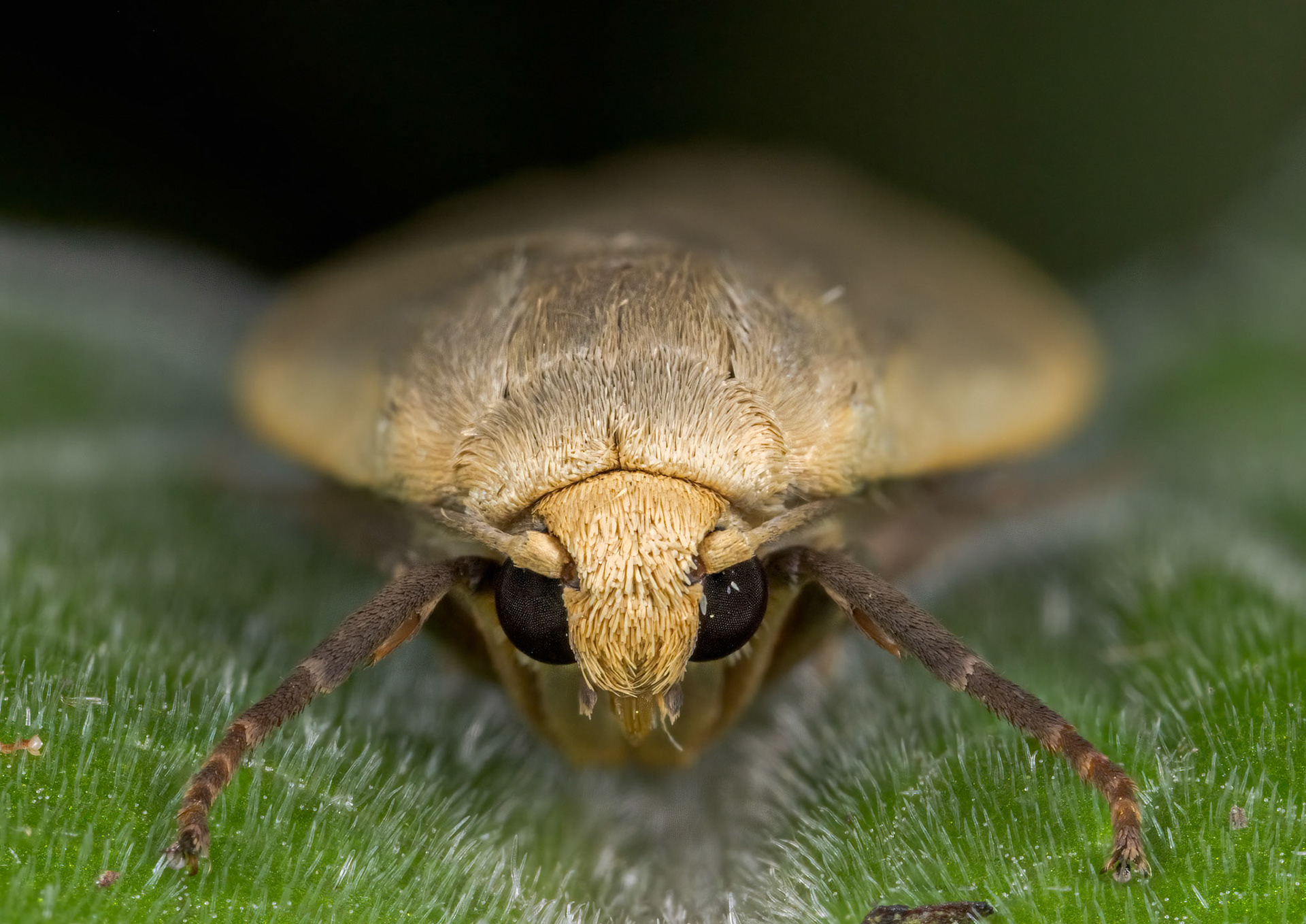 Dingy Footman (Eilema griseola)