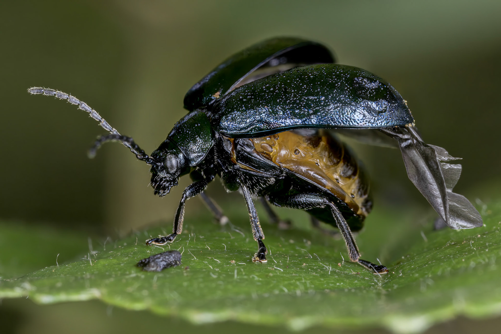 Alder Leaf Beetle (Agelastica alni)