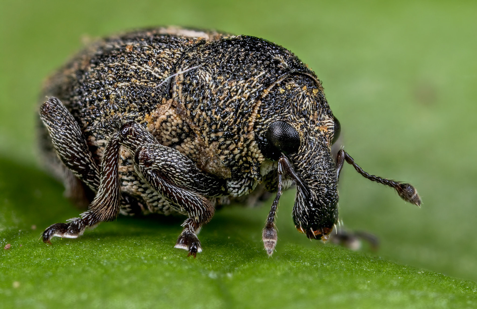 Rhinoncus Pericarpius