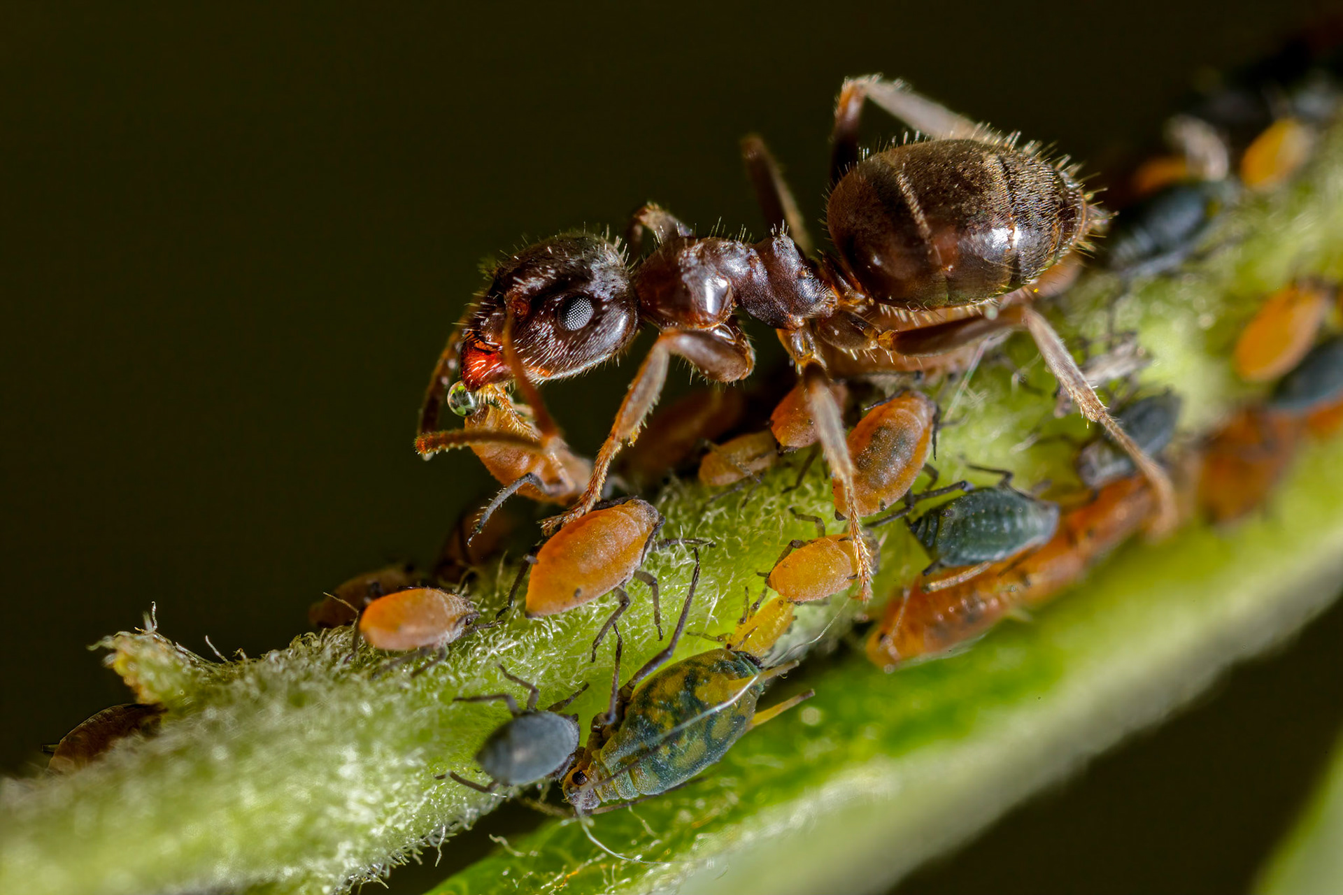 Small Willow Aphids
