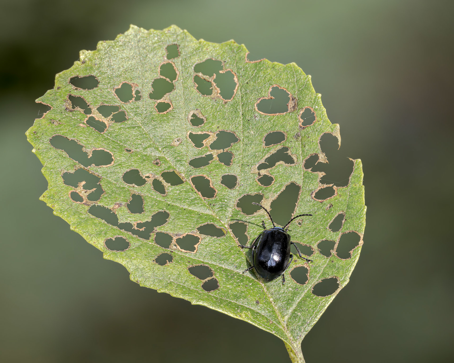 Alder Leaf Beetle (Agelastica alni)