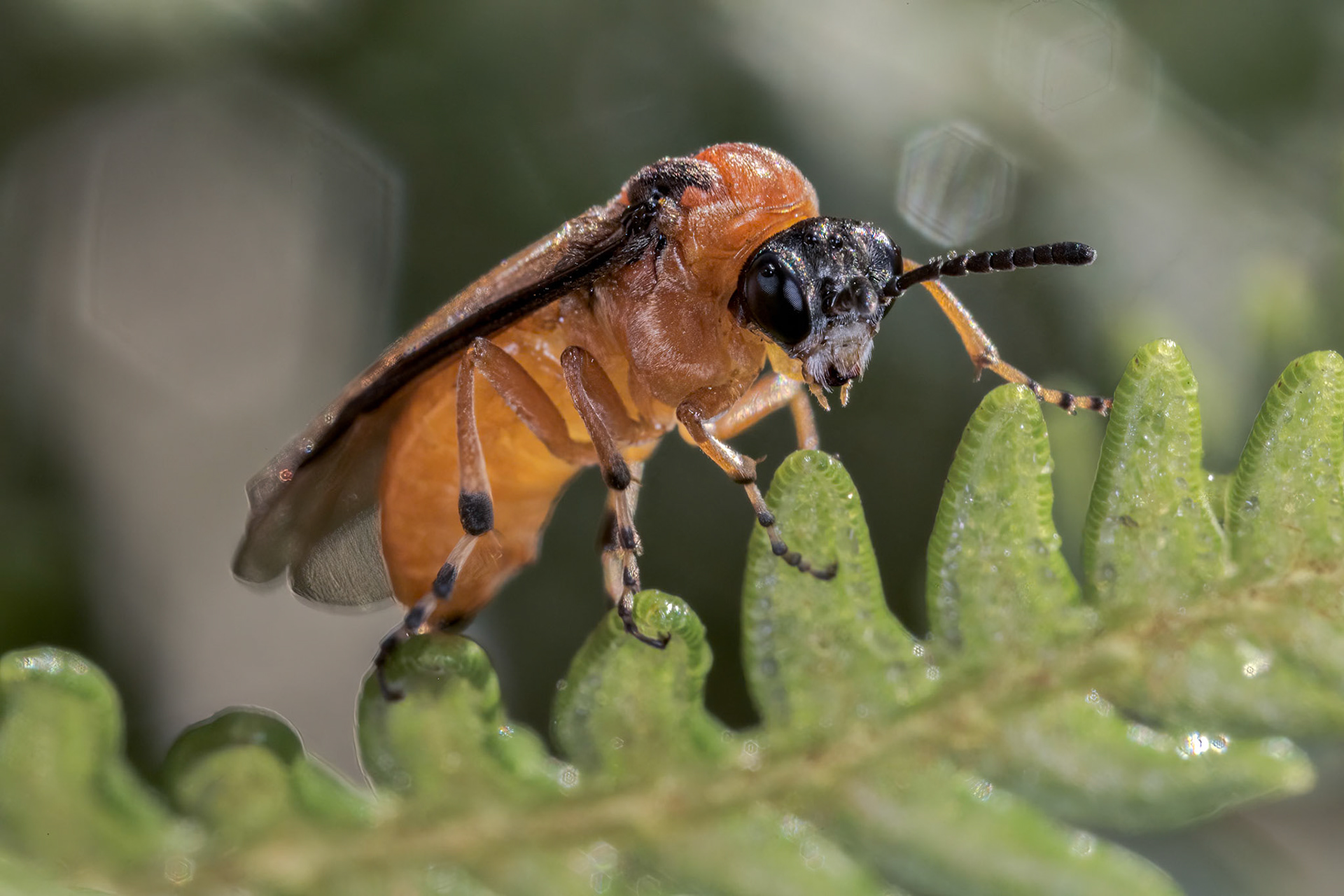Turnip Sawfly (Athalia rosae)