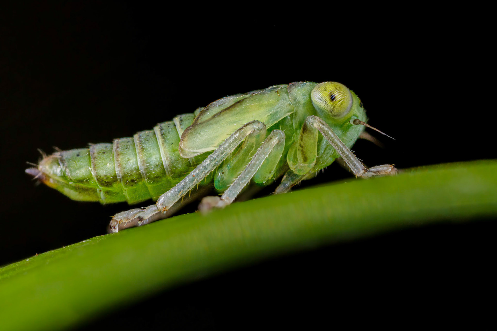 Uknown Leafhopper Nymph (Cicadellidae)