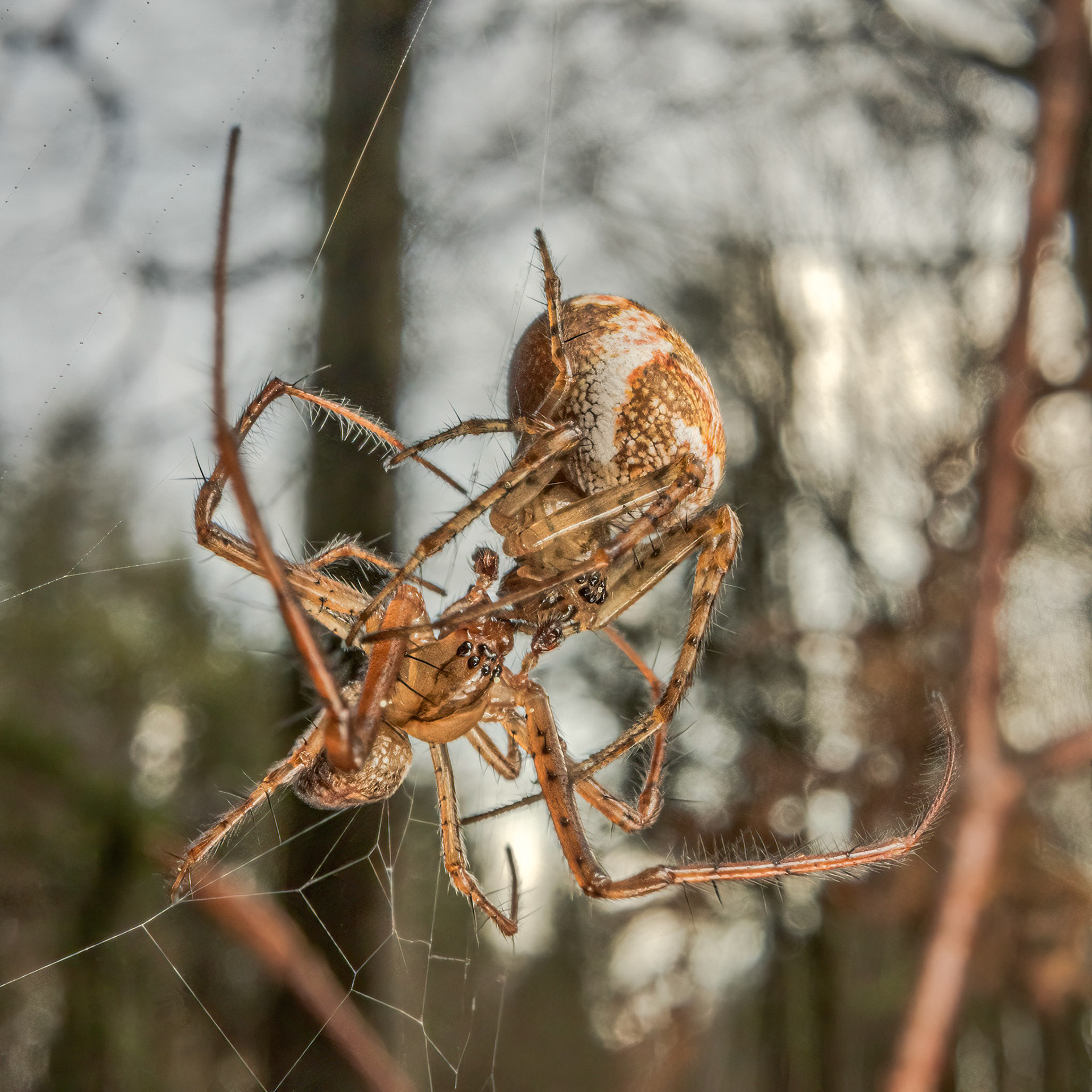 Long-jawed orb-weaver spider