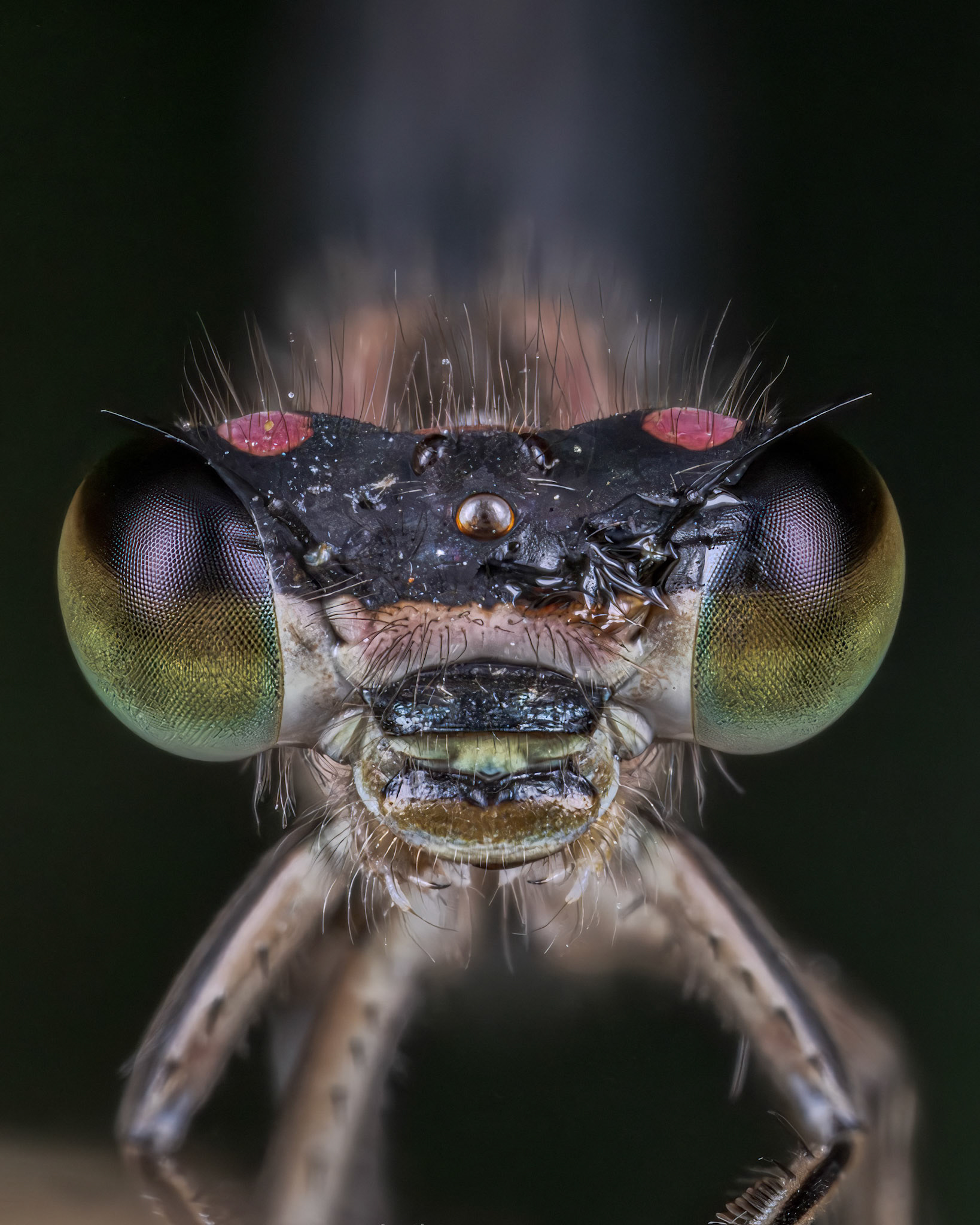 Blue-tailed Damselfly (Ischnura elegans)