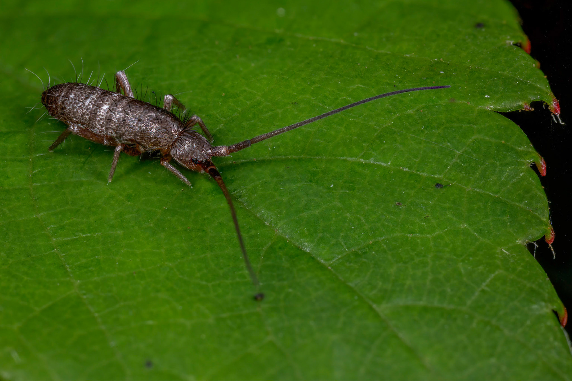 Springtail (Tomoceridae)