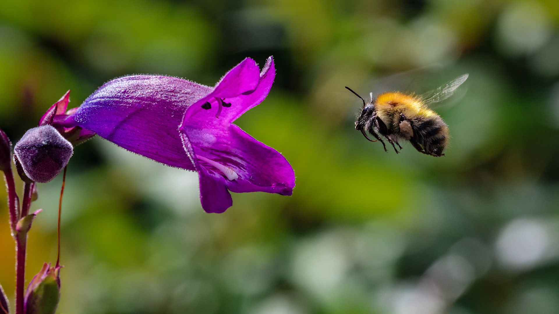 Shetland Bumblebee (Bombus muscorum agricolae)