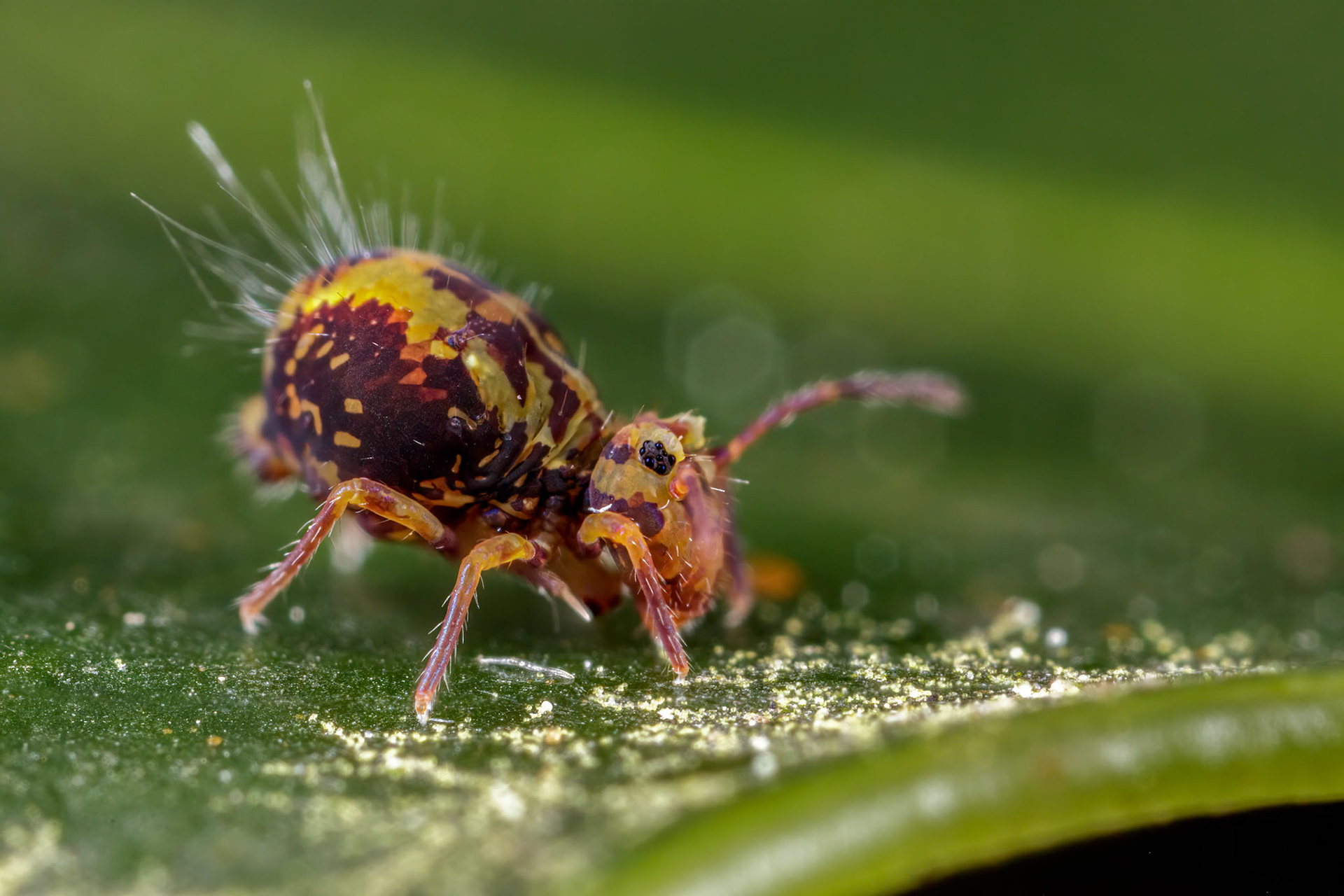 DICYRTOMINA SAUNDERSI F. MERIDIONALIS