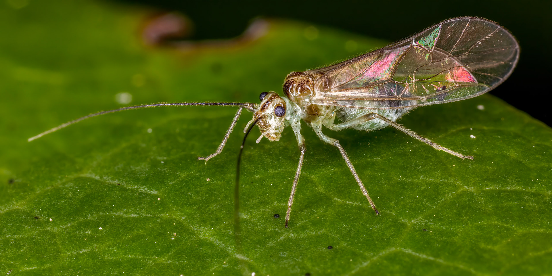 Barkfly (Stenopsocus immaculatus)