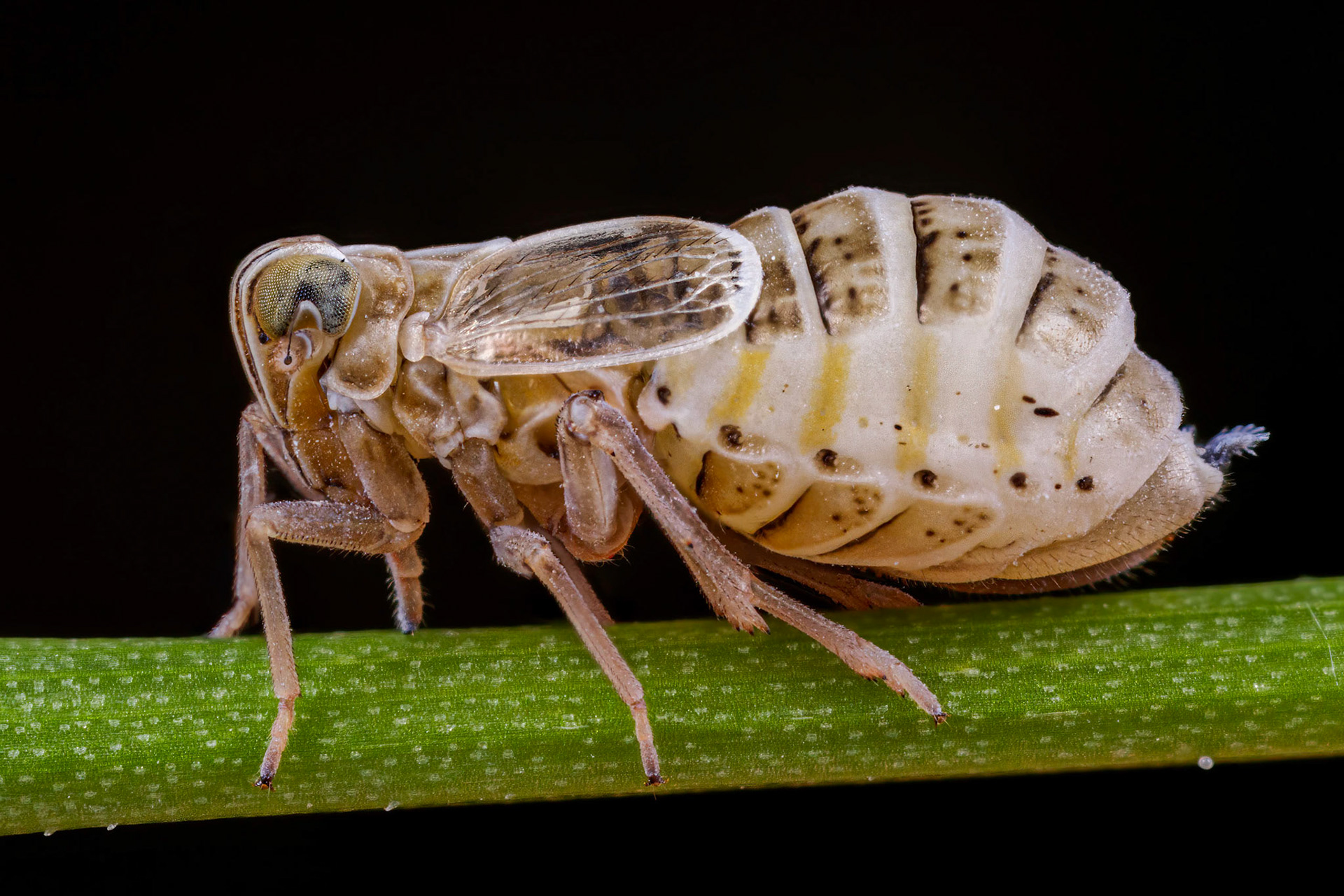 Planthopper (Dicranotropis hamata)