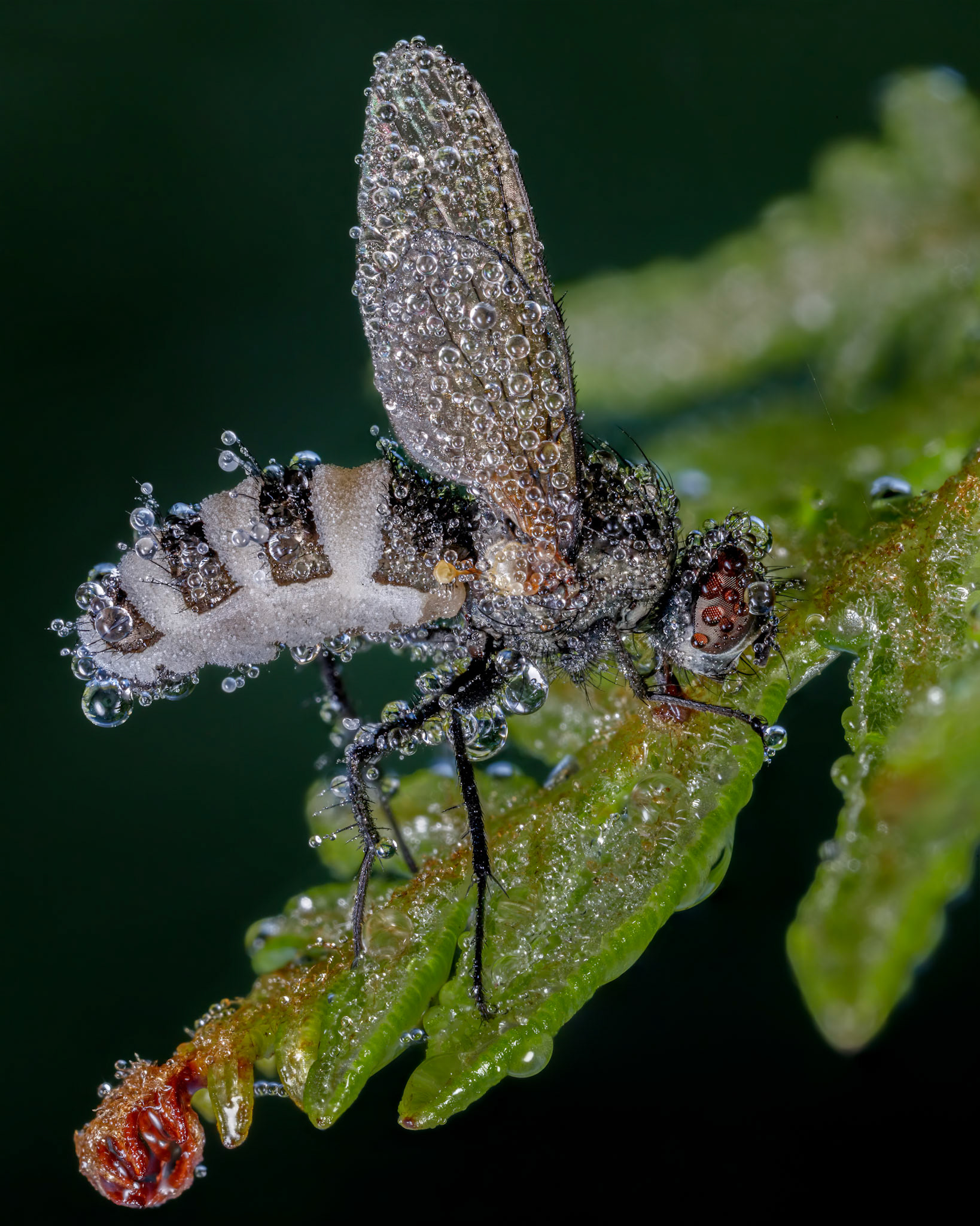 Fly Death Fungus (Entomophthora muscae)