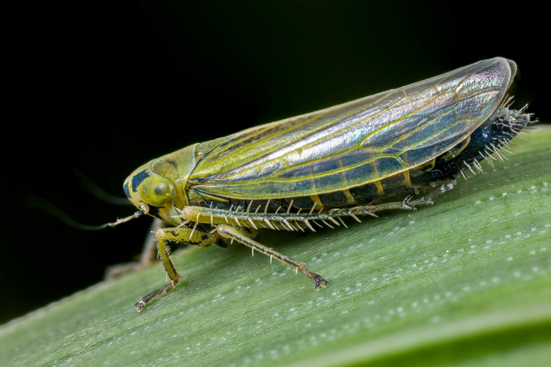 Leafhopper (Cicadula persimilis)