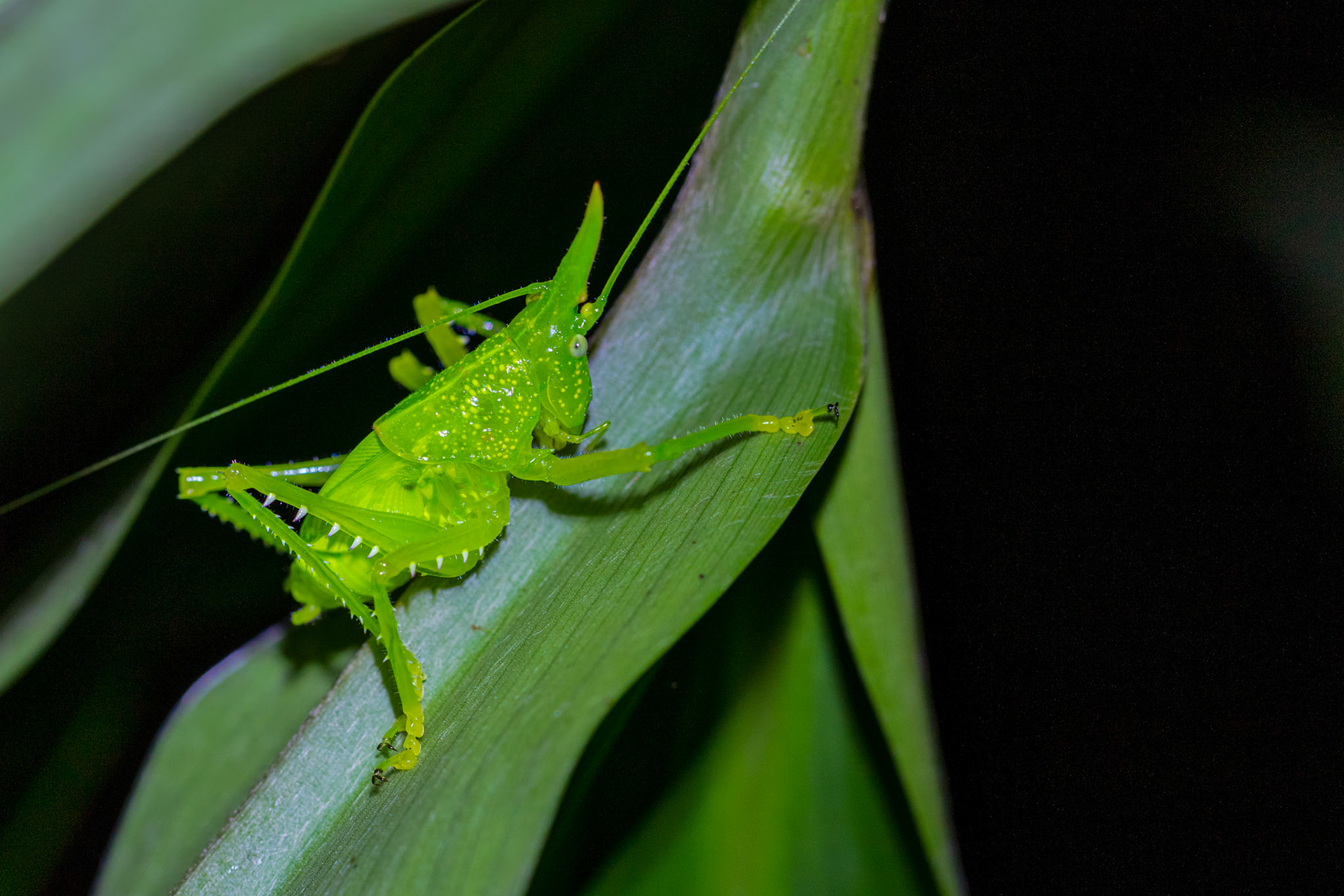 Rhinoceros katydid (copiphora)
