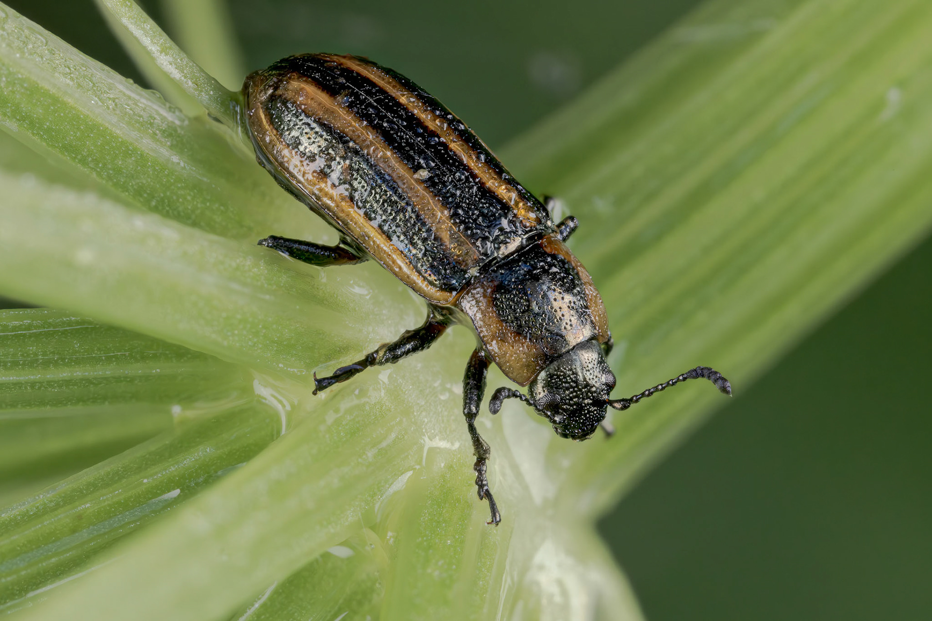 Leaf Beetle (Chrysomelidae)