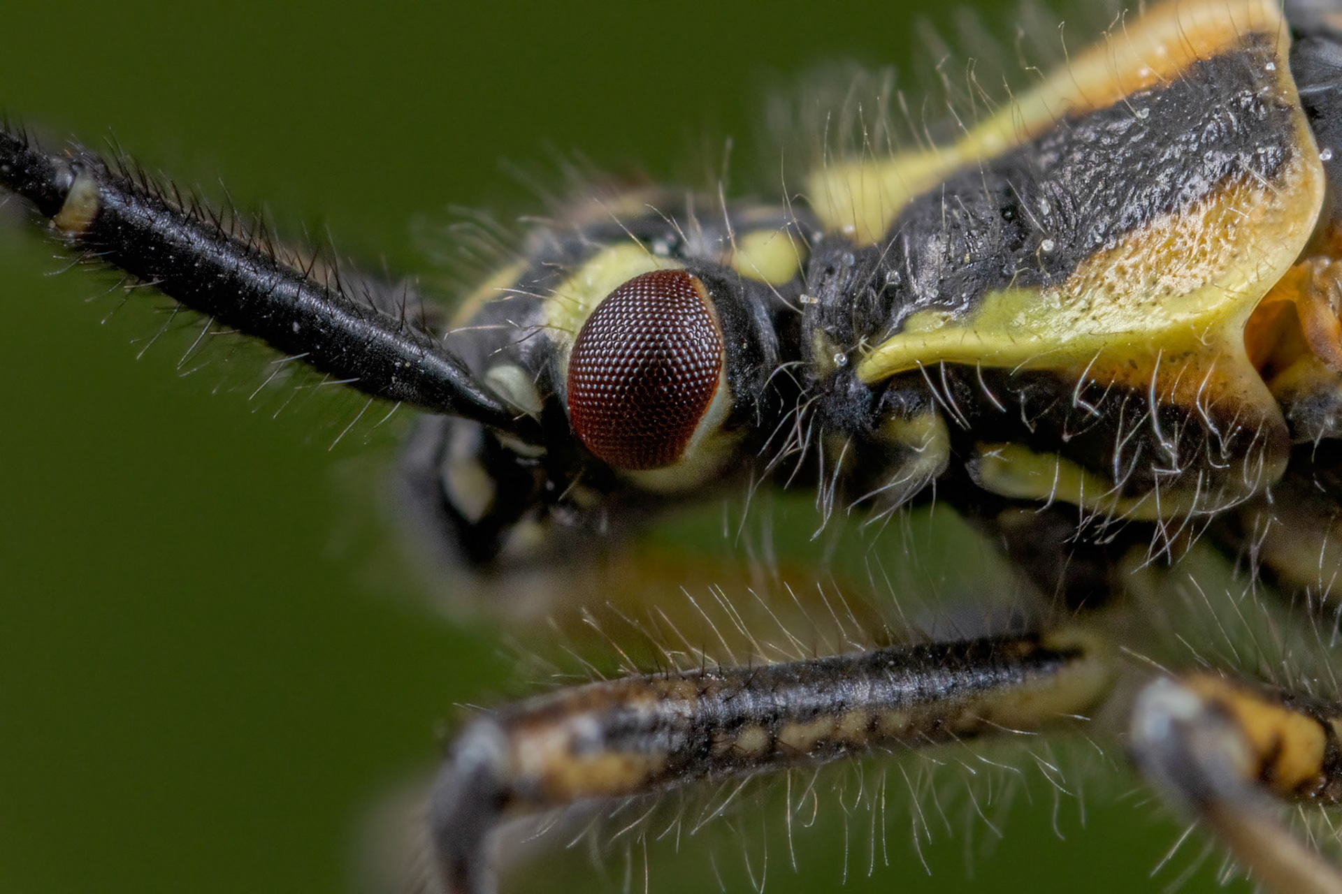 Plant Bug (Leptopterna dolabrata)