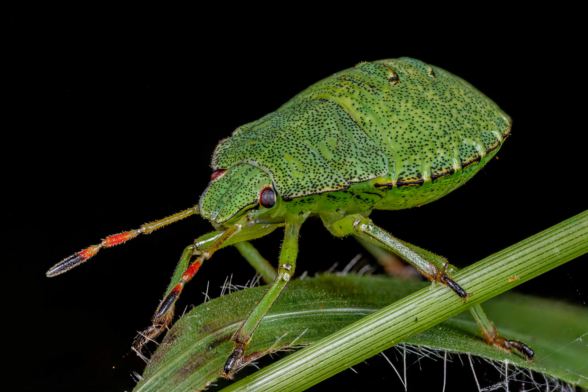 Common Green Shieldbug Nymph (Palomena prasina)