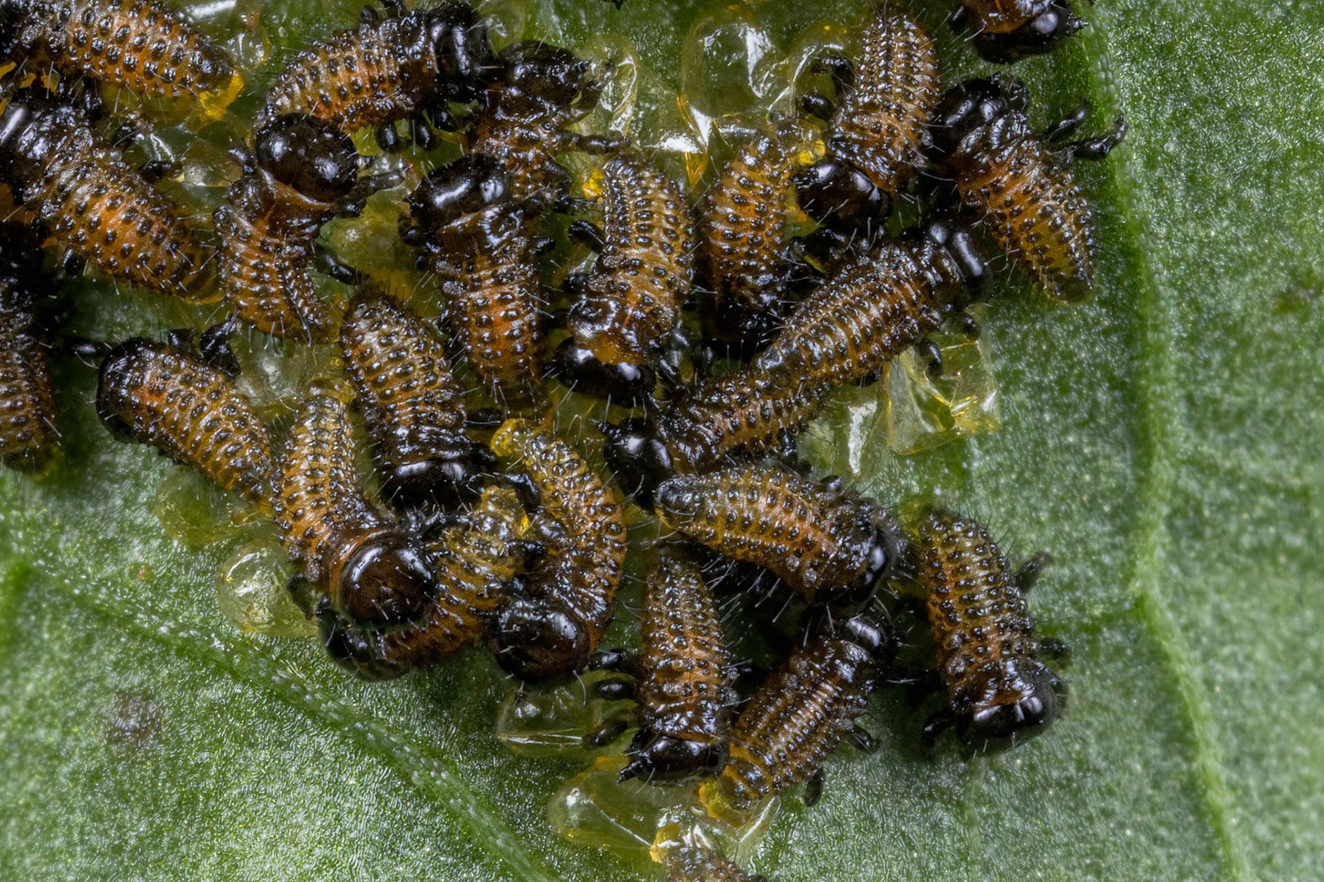 Green Dock Beetle Larvae (Gastrophysa viridula)