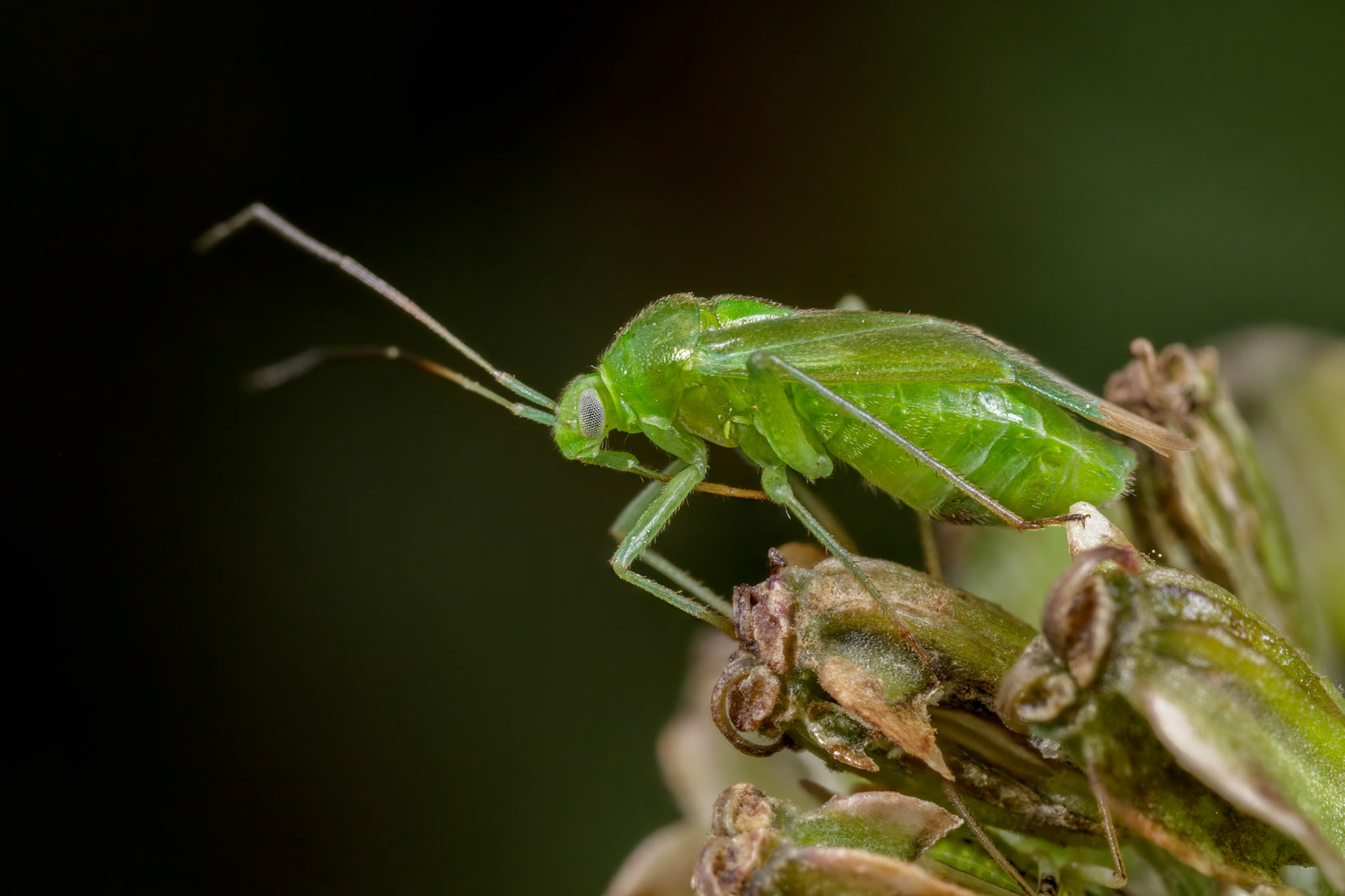 Common Green Capsid (Lygocoris pabulinus)