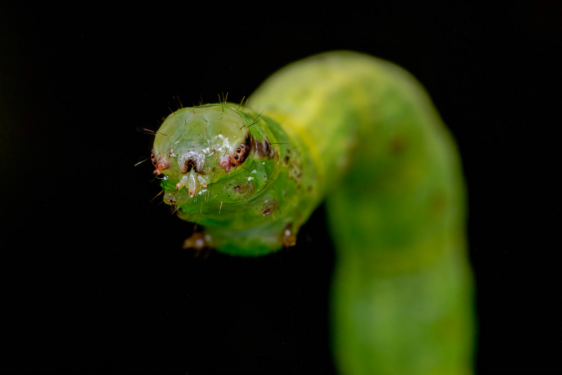 Common Wave (Cabera exanthemata) caterpillar