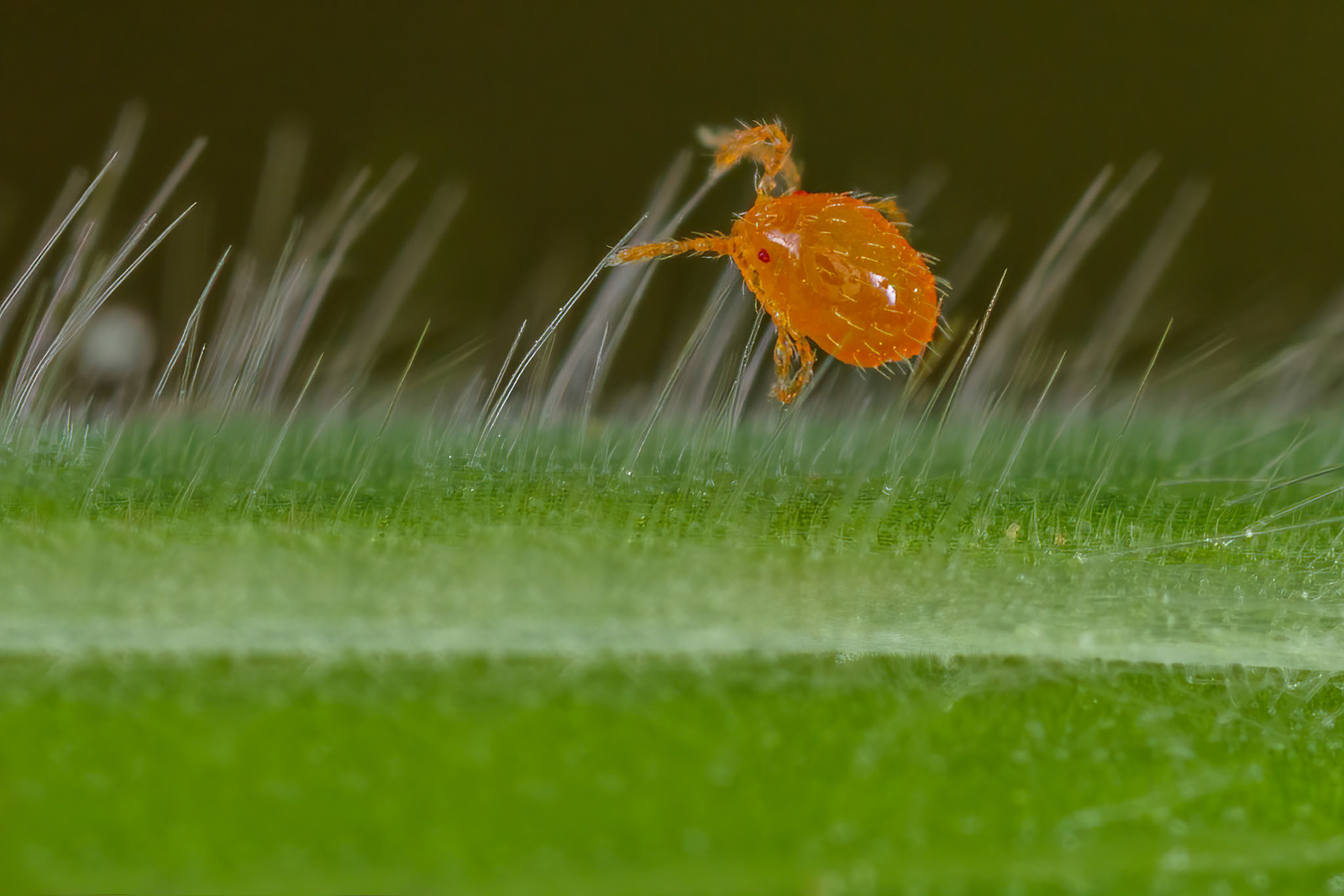 Whirligig Mite Nymph (Anystis)