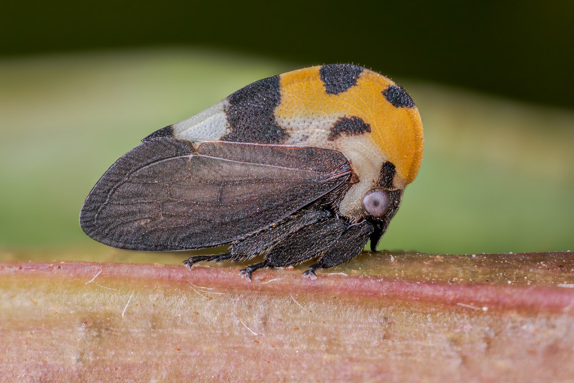 Mexican Treehopper (Membracis mexicana)
