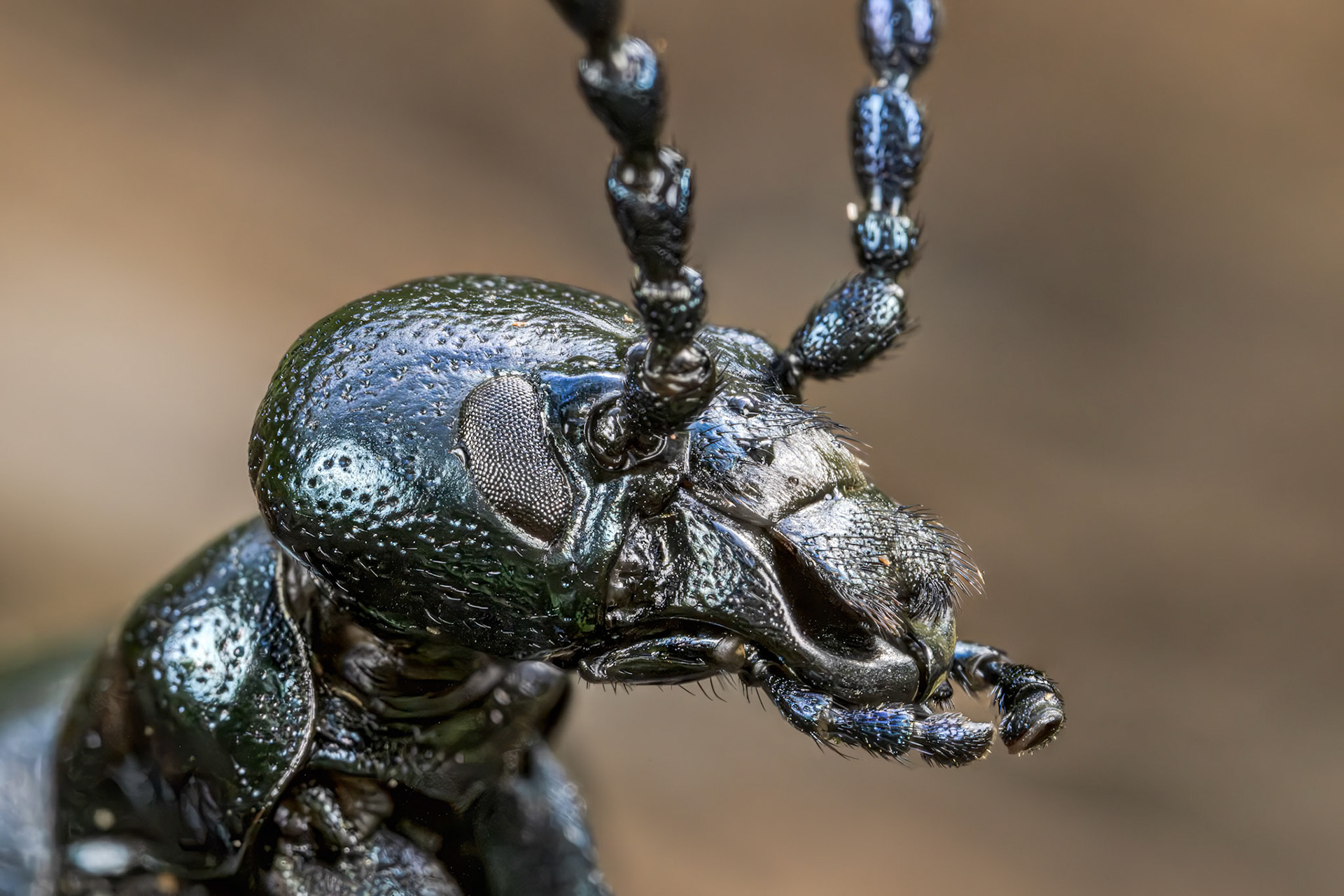 Violet Oil Beetle (Meloe violaceus)