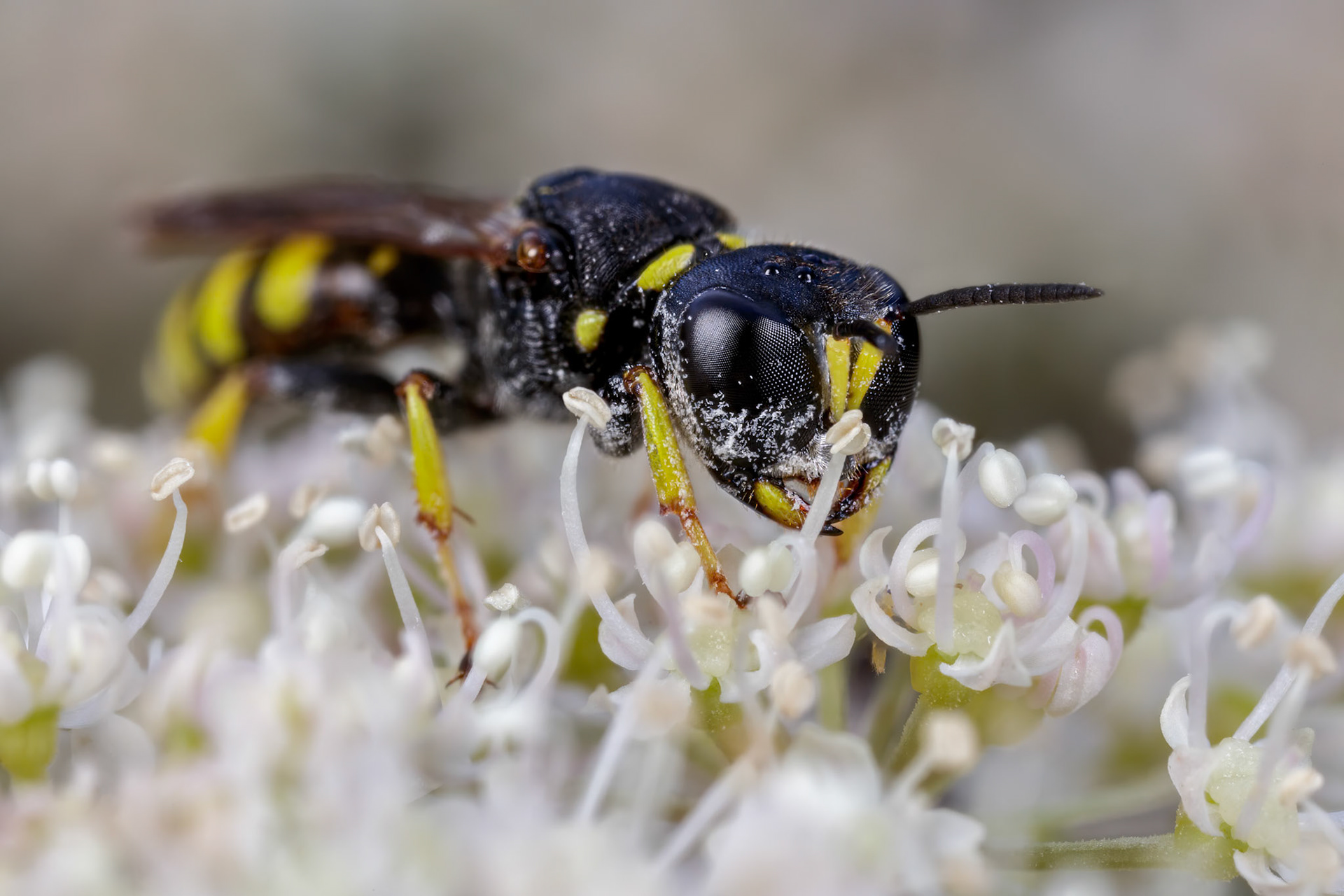 Sand Wasp (Crabronidae)