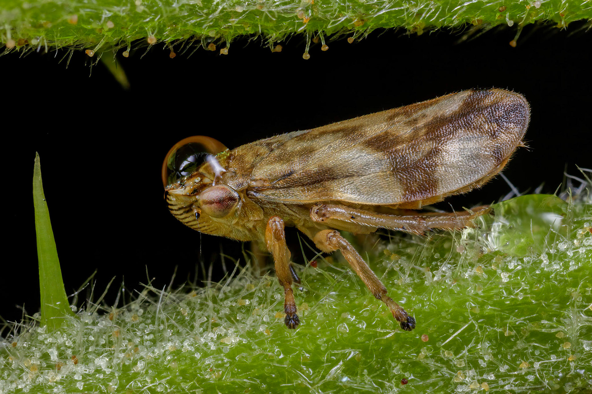 Common Froghopper (Philaenus spumarius)