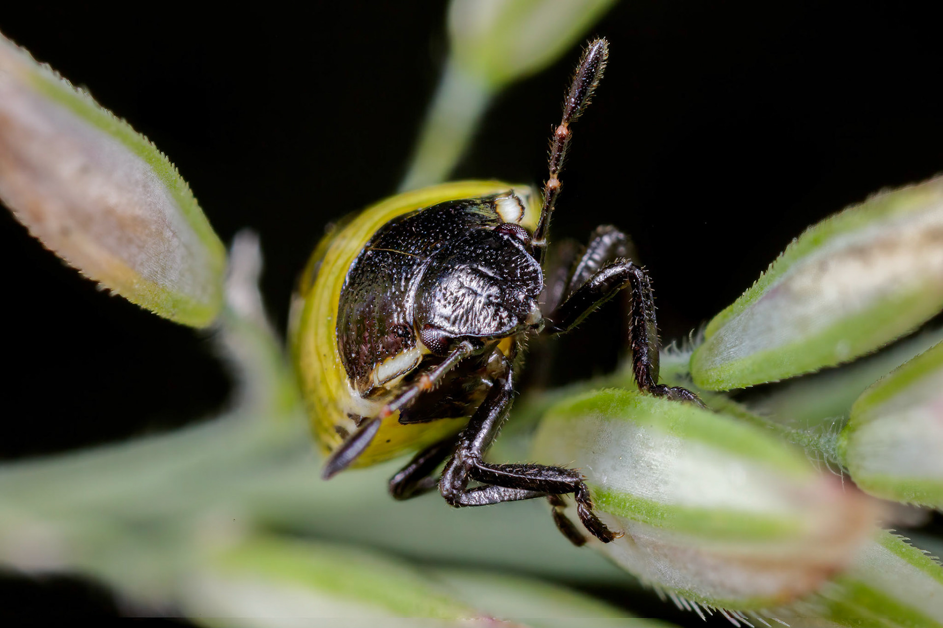 Common Green Shieldbug Nymph (Palomena prasina)