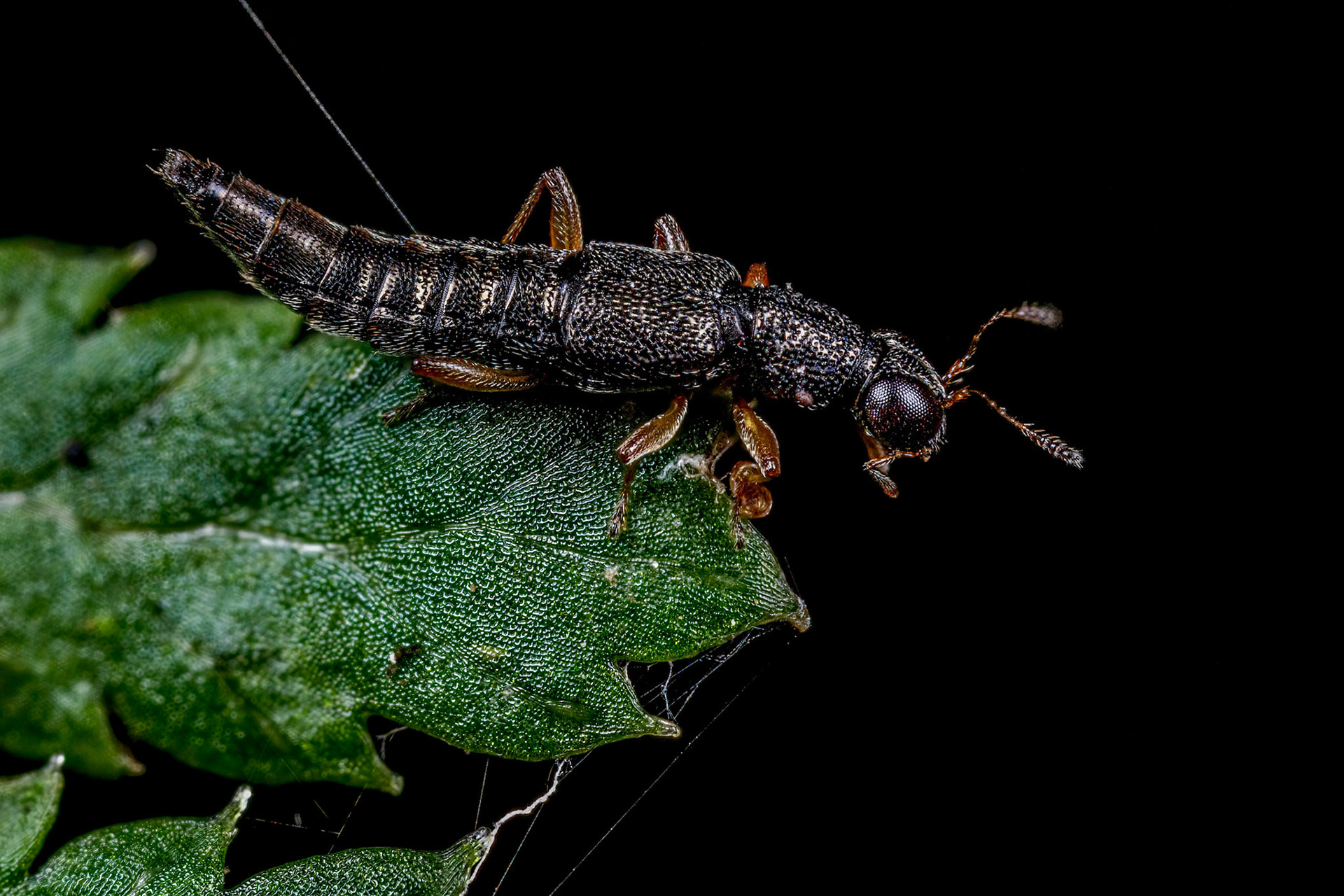 Grey Rove Beetle (Stenus cicindeloides)
