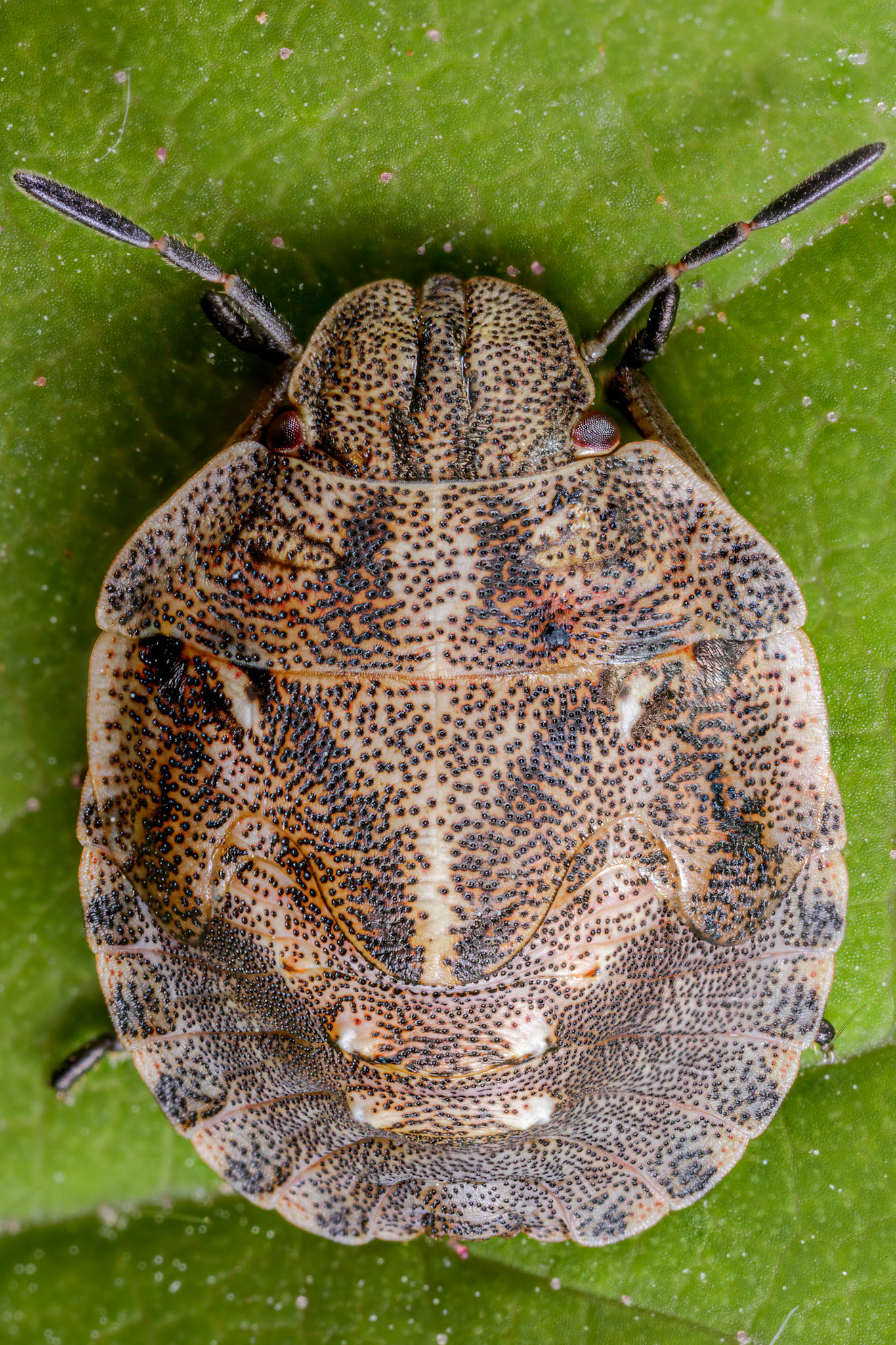 Tortoise Shieldbug Nymph (Eurygaster testudinaria)