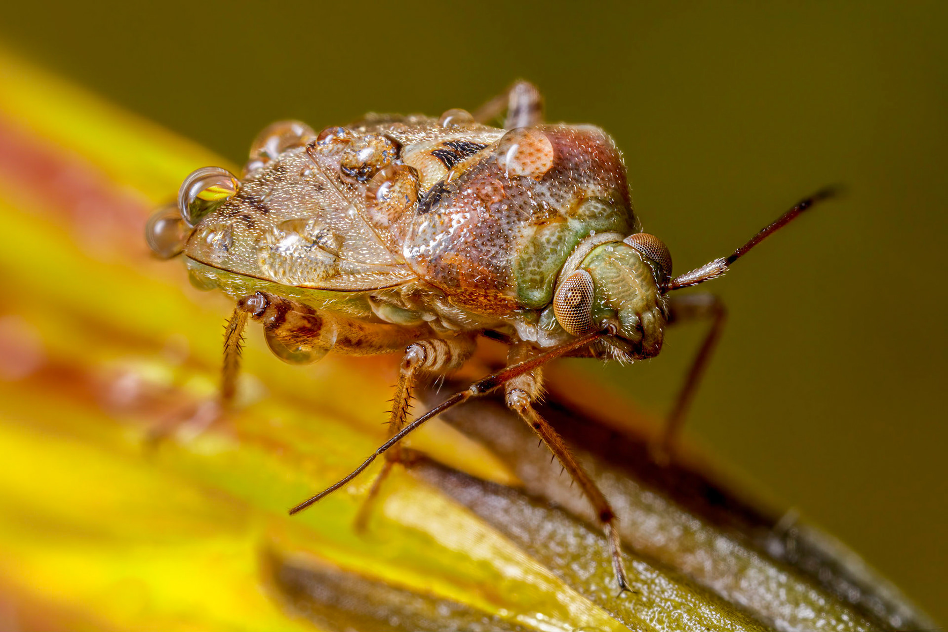 Tarnished Plant Bug (Lygus rugulipennis)